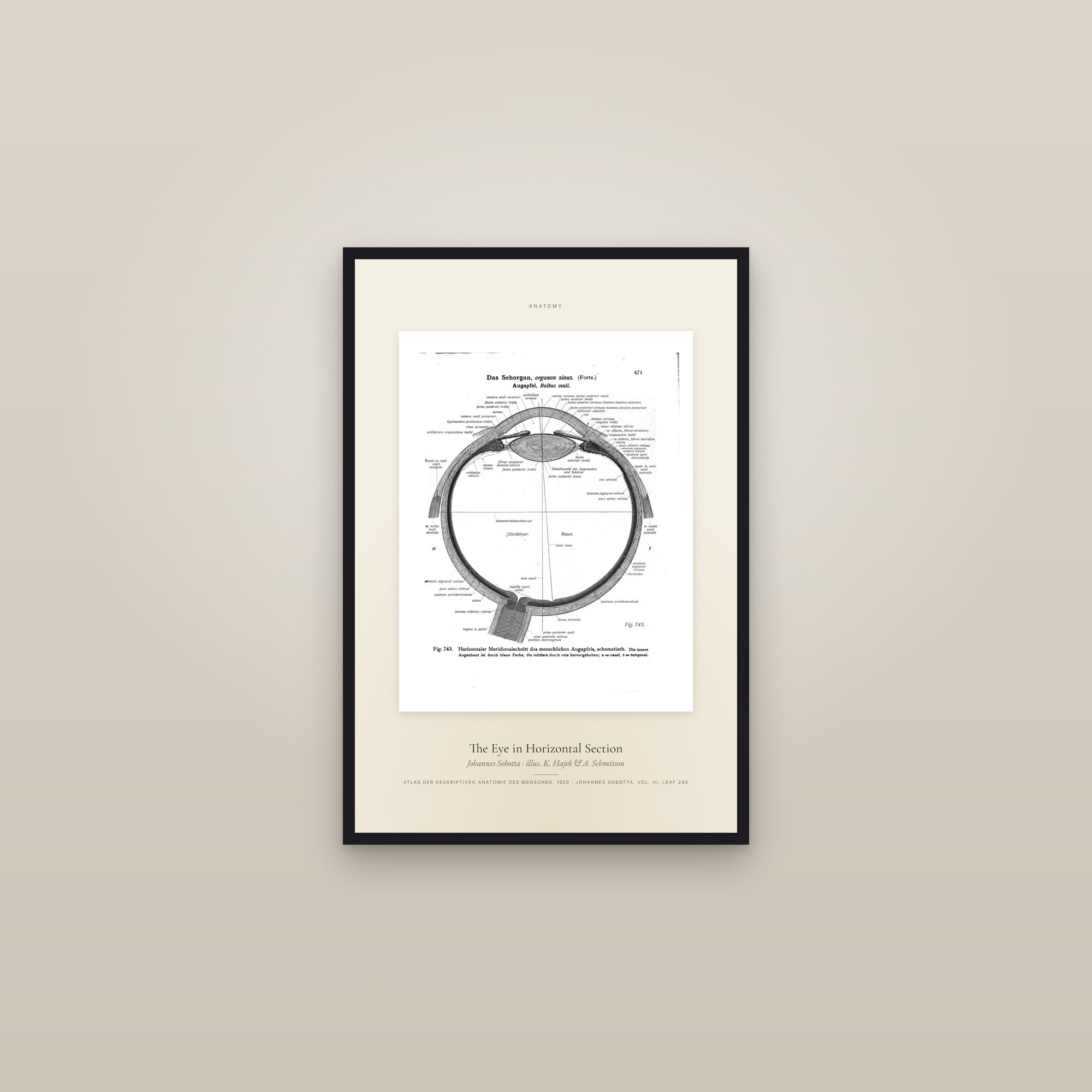 The Eye in Horizontal Section — Specimen — framed in a gallery setting