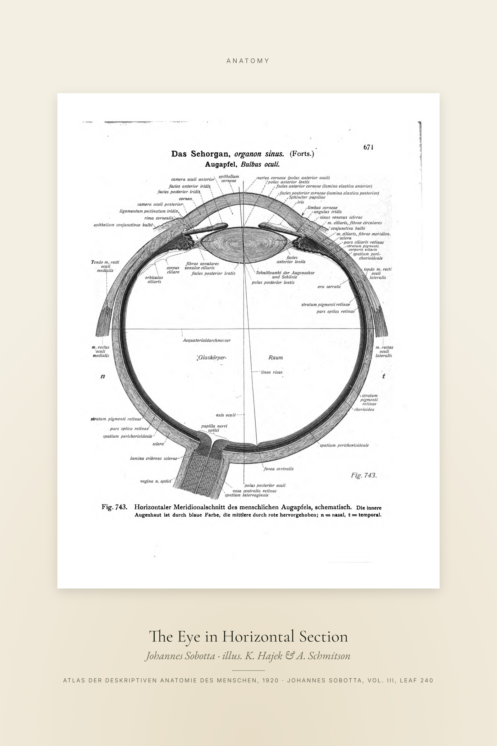 The Eye in Horizontal Section — Specimen