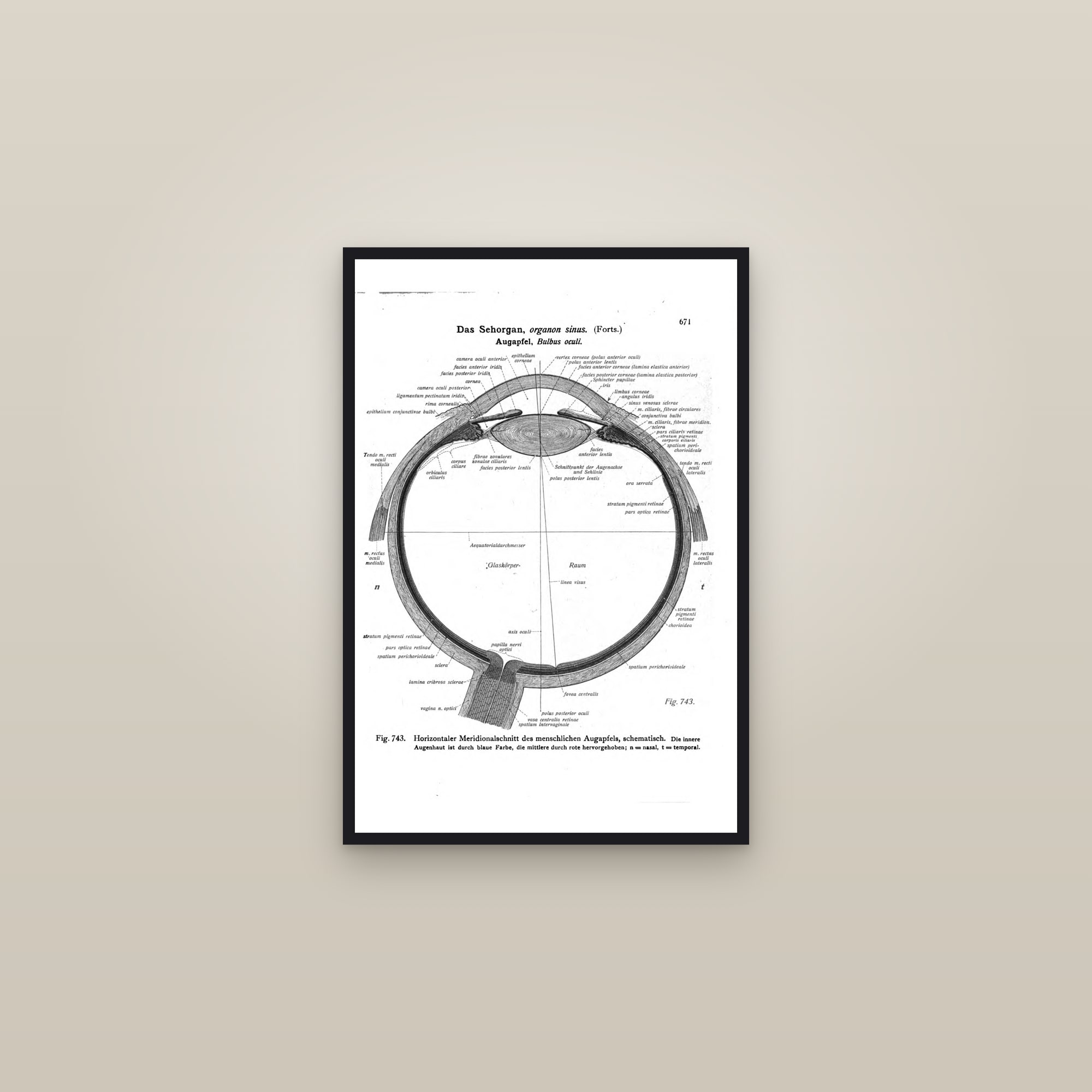 The Eye in Horizontal Section — framed in a gallery setting