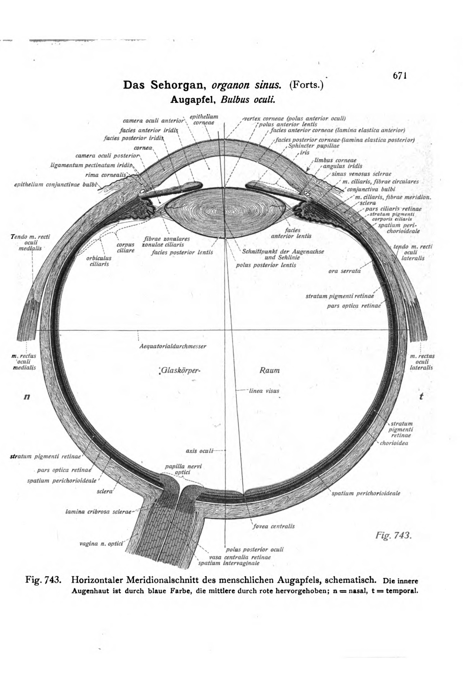 The Eye in Horizontal Section