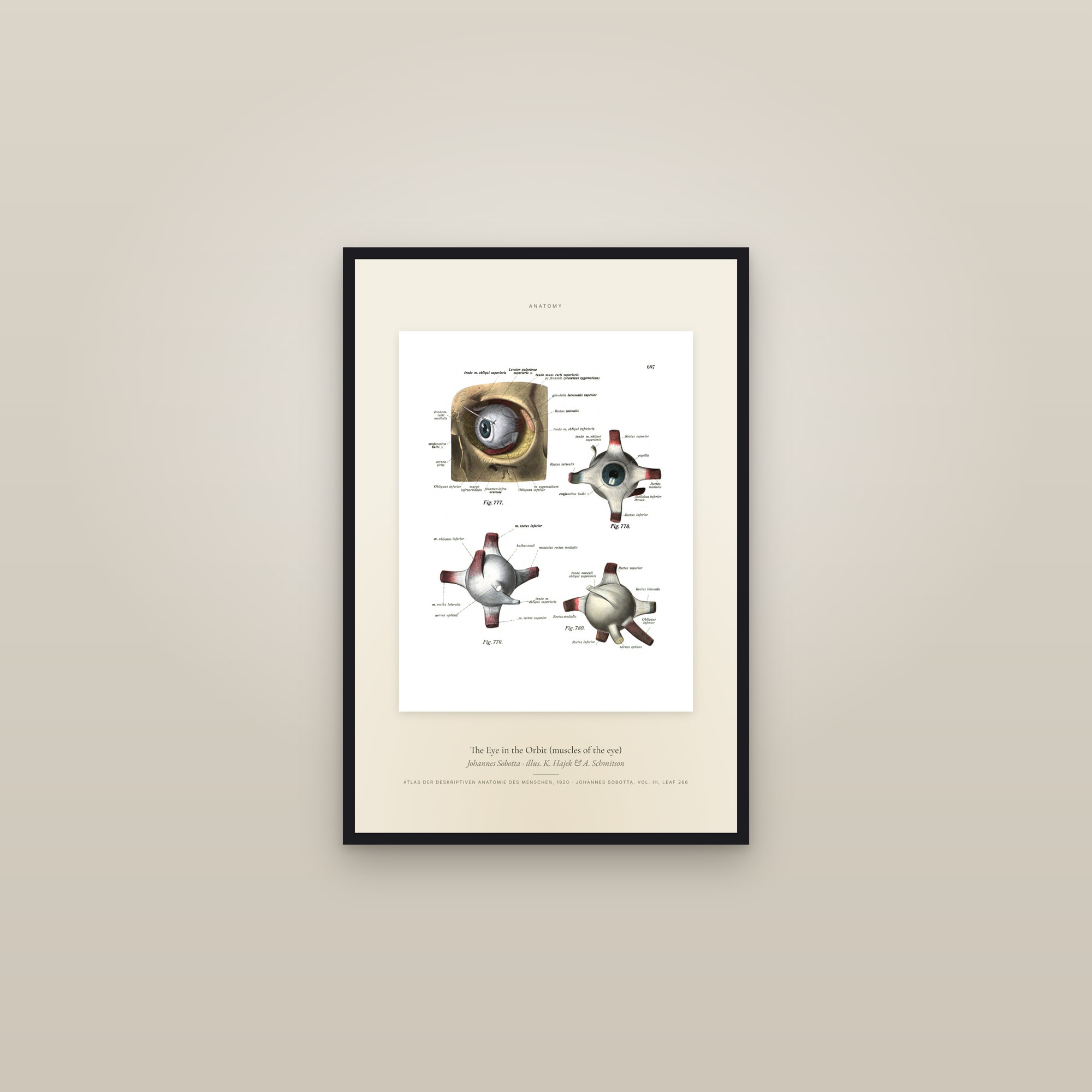 The Eye in the Orbit (muscles of the eye) — Specimen — framed in a gallery setting