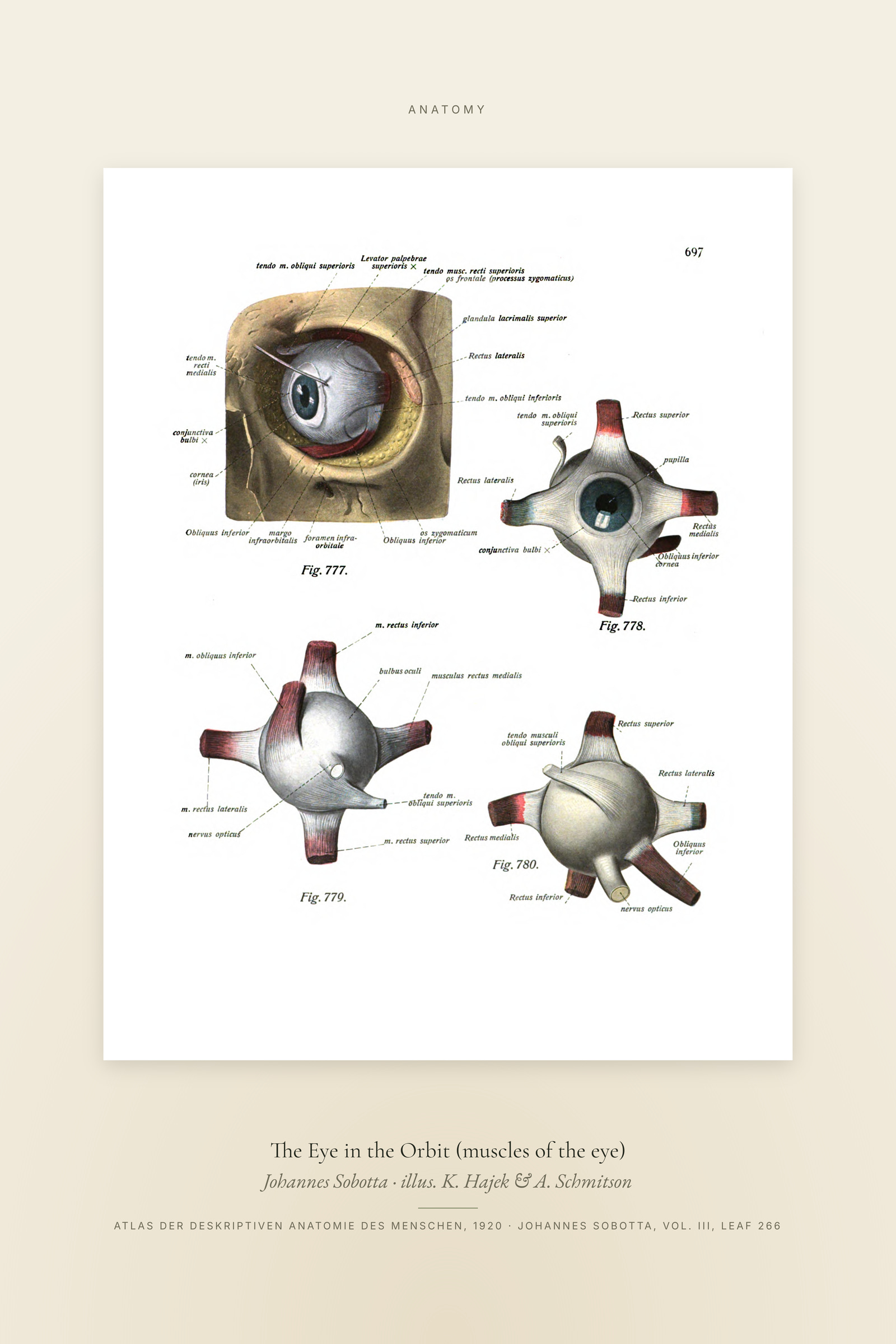 The Eye in the Orbit (muscles of the eye) — Specimen