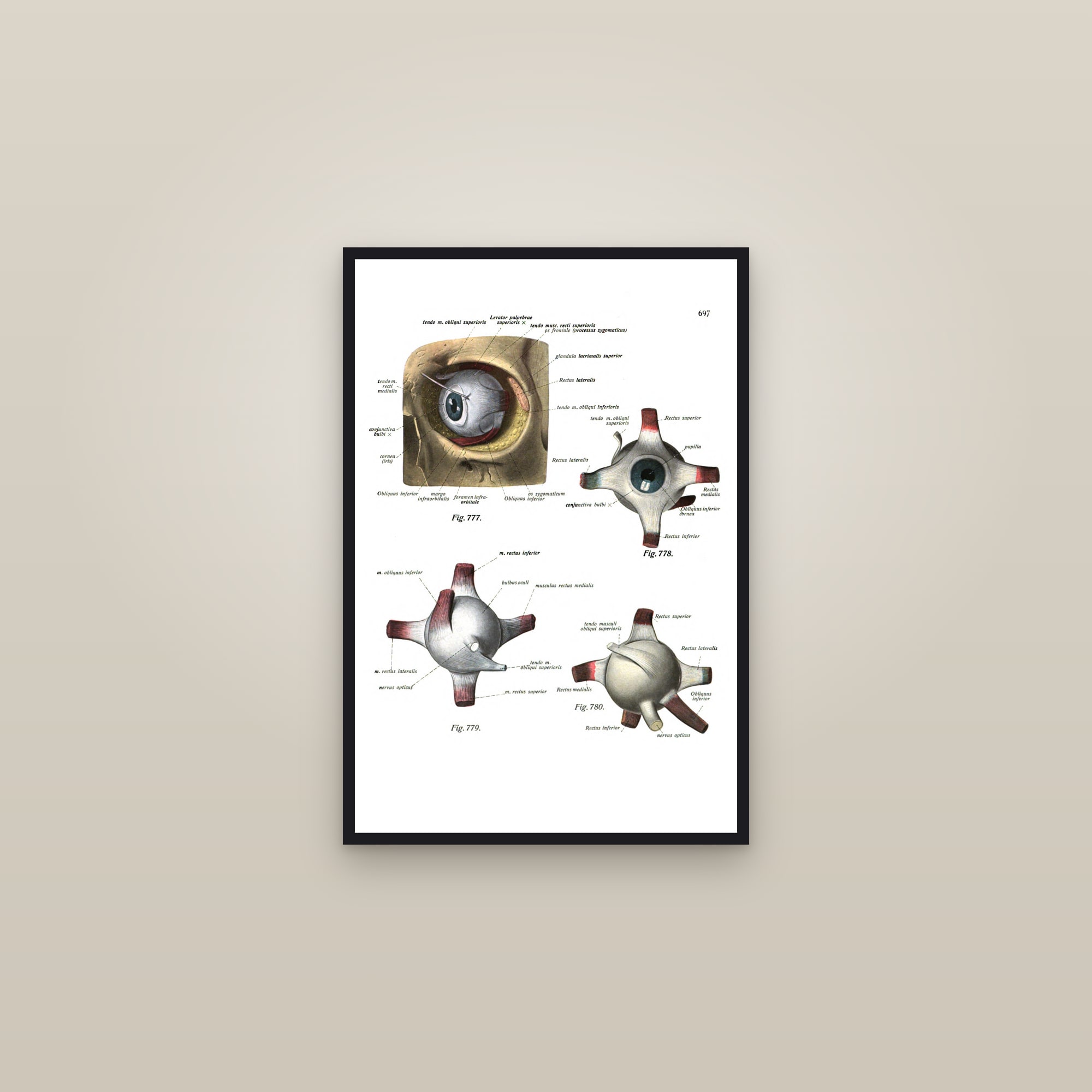 The Eye in the Orbit (muscles of the eye) — framed in a gallery setting