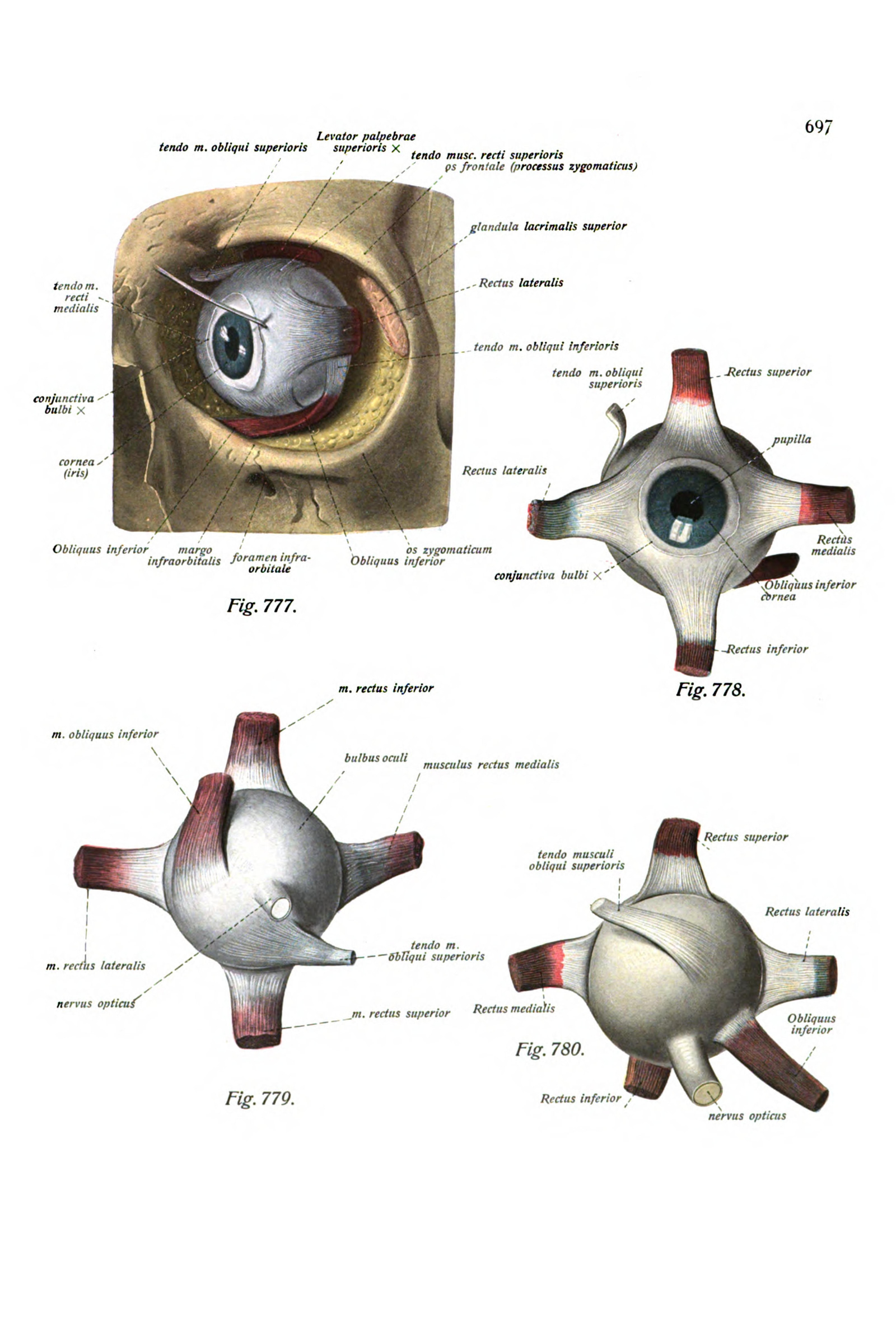 The Eye in the Orbit (muscles of the eye)