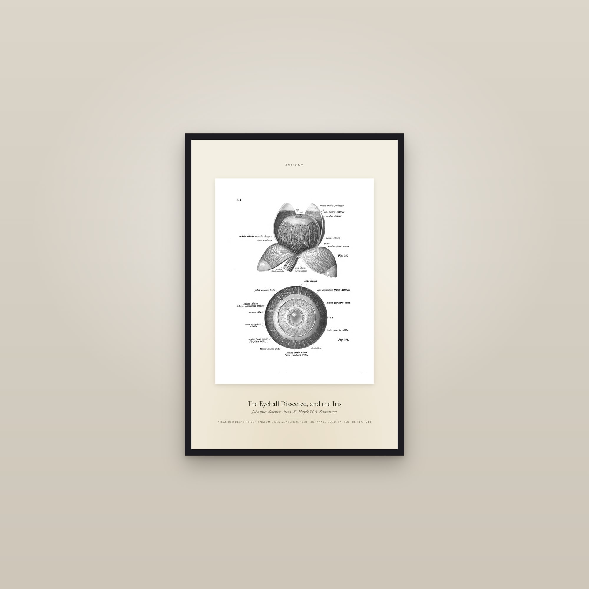 The Eyeball Dissected, and the Iris — Specimen — framed in a gallery setting