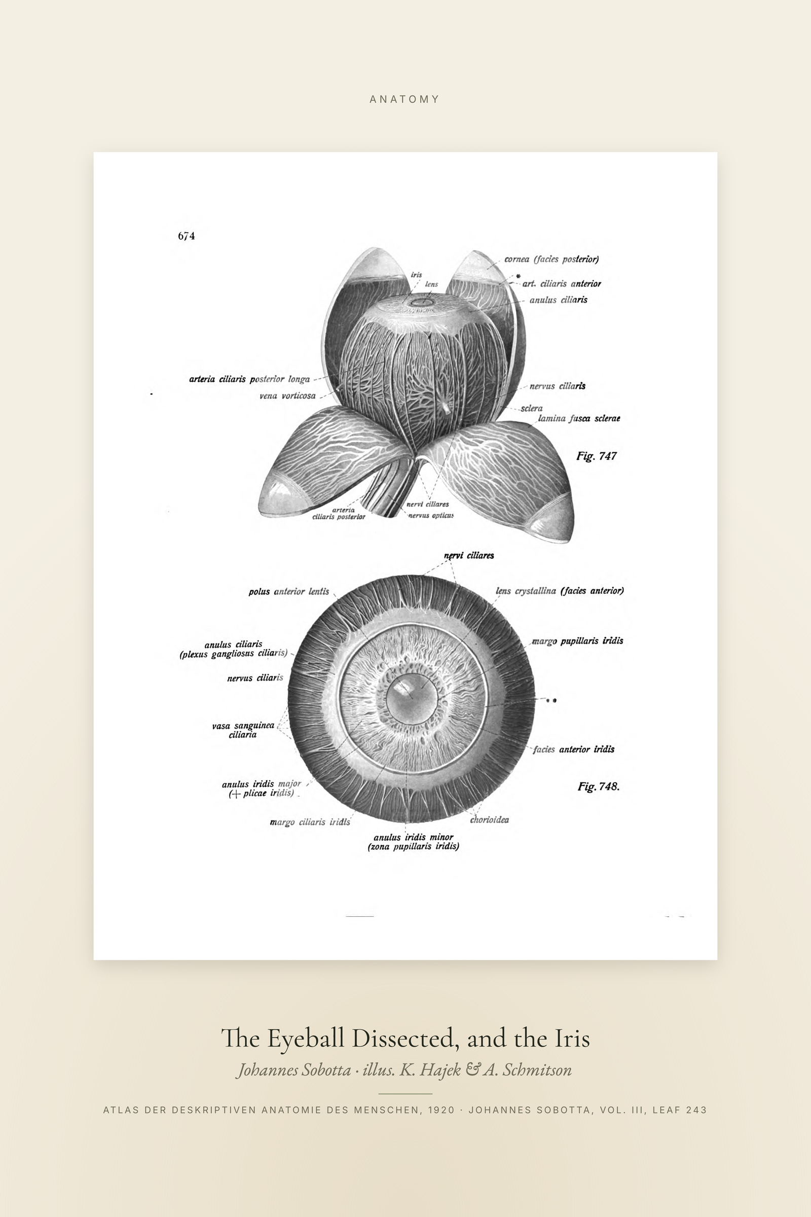 The Eyeball Dissected, and the Iris — Specimen