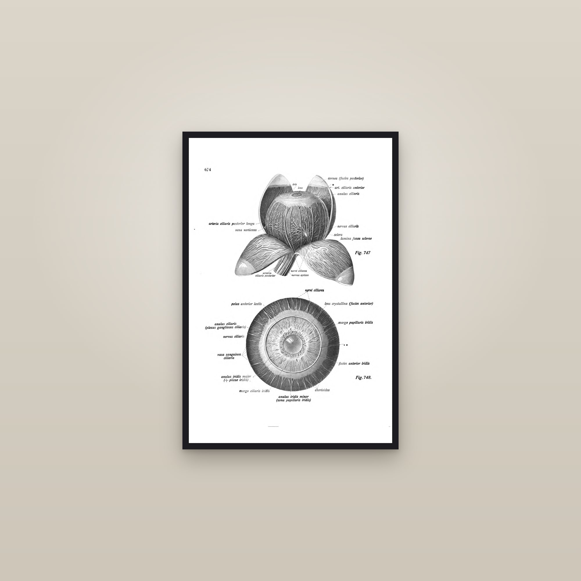 The Eyeball Dissected, and the Iris — framed in a gallery setting