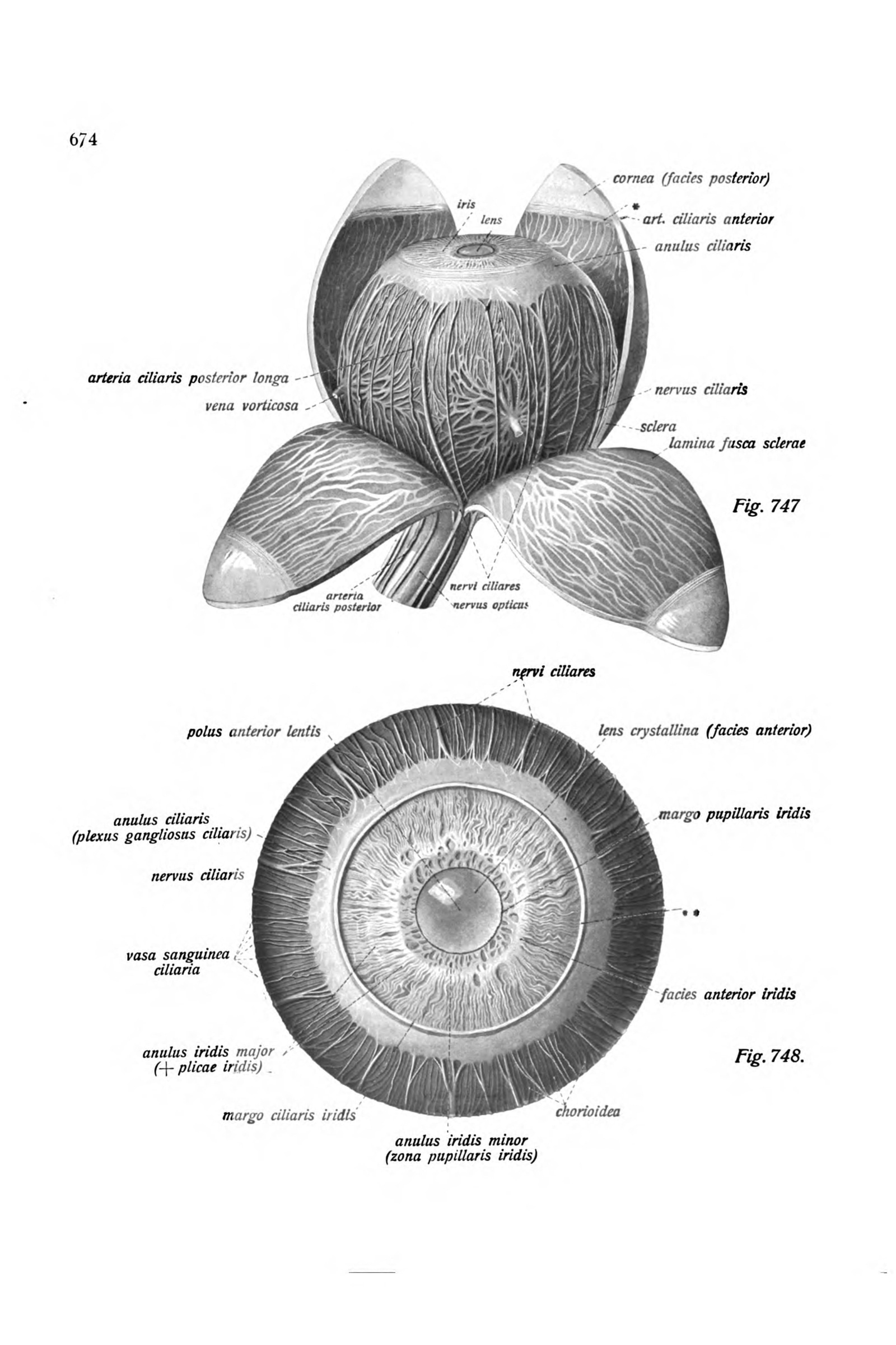 The Eyeball Dissected, and the Iris
