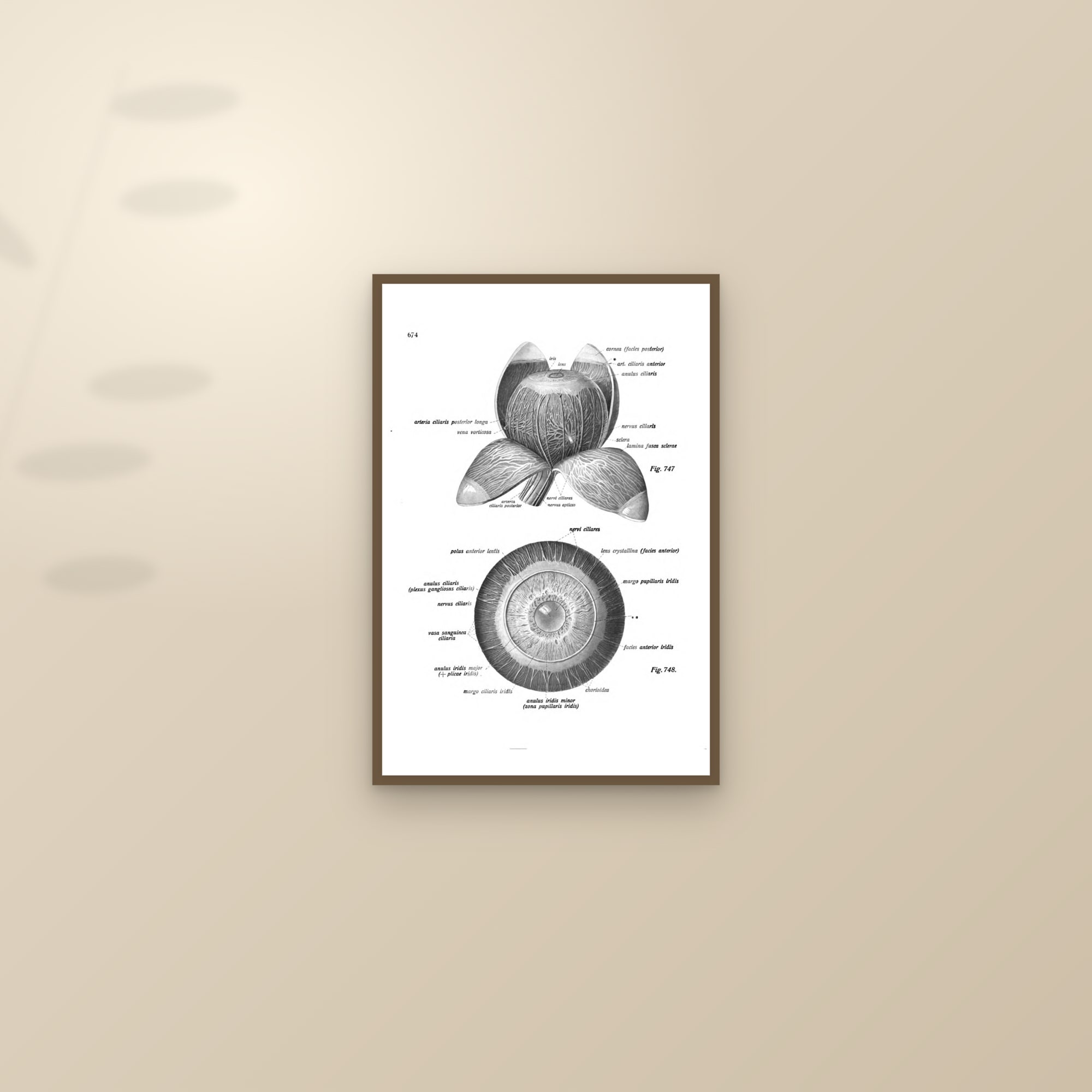 The Eyeball Dissected, and the Iris — framed and styled on a sunlit wall