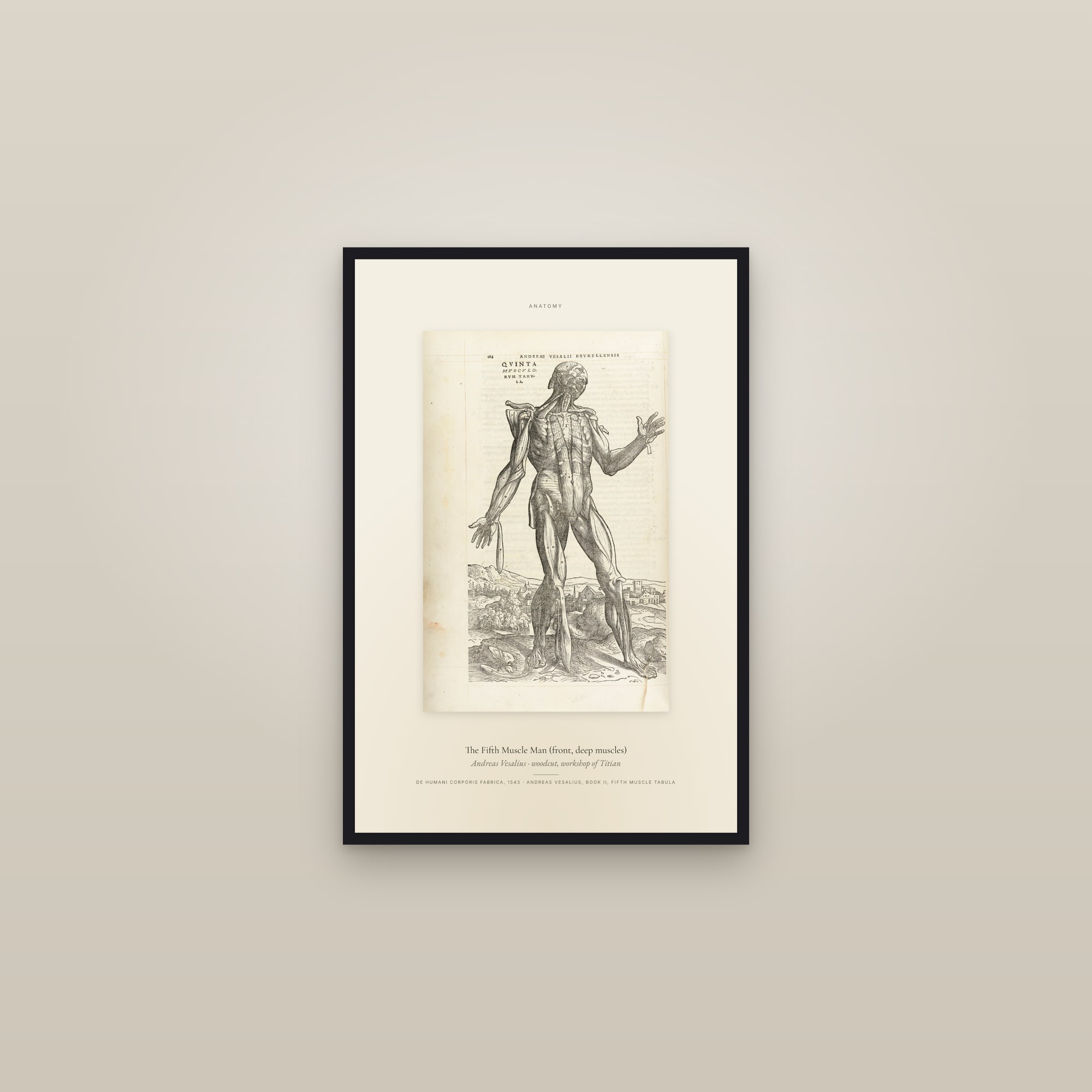 The Fifth Muscle Man (front, deep muscles) — Specimen — framed in a gallery setting