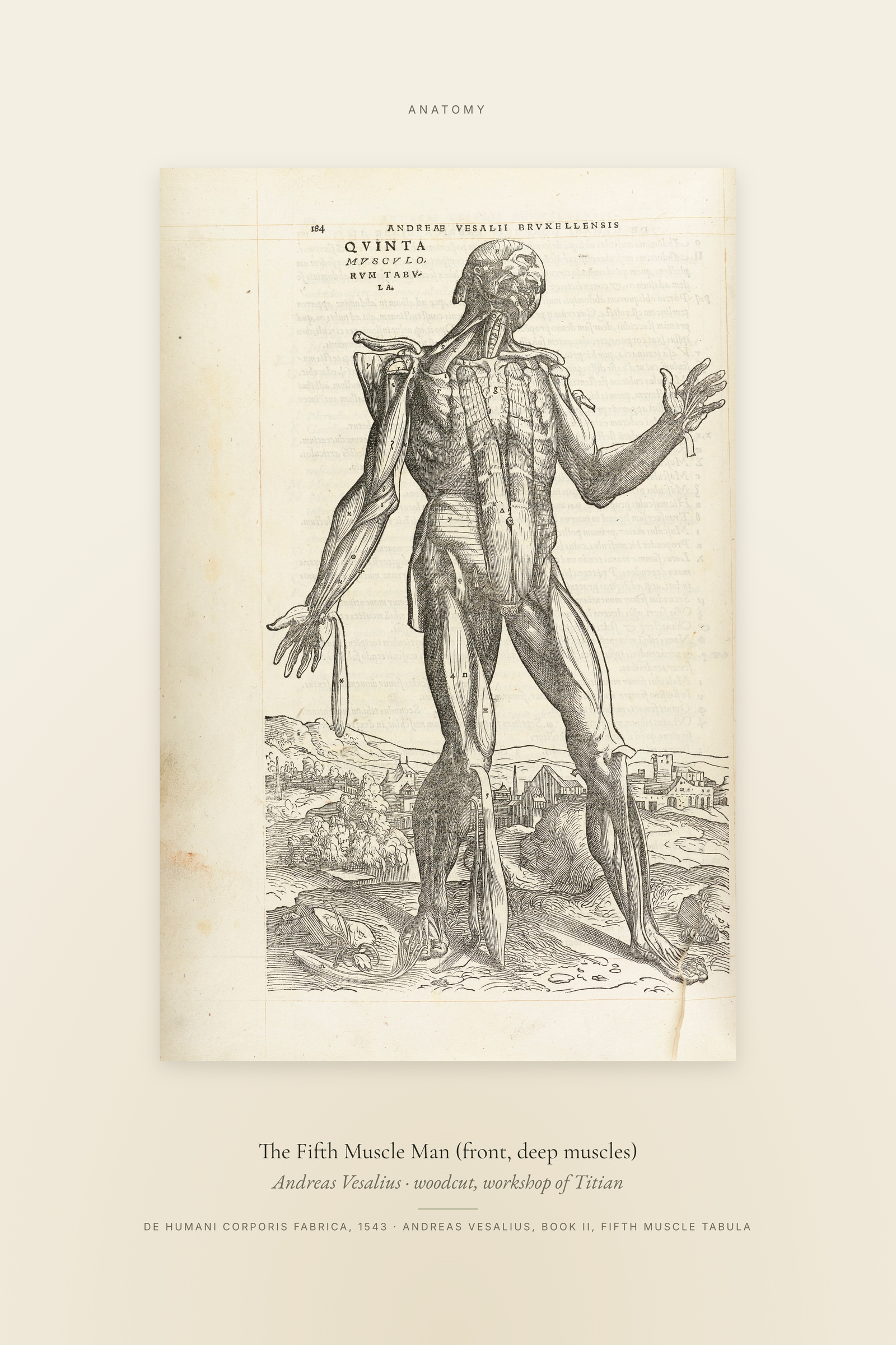 The Fifth Muscle Man (front, deep muscles) — Specimen