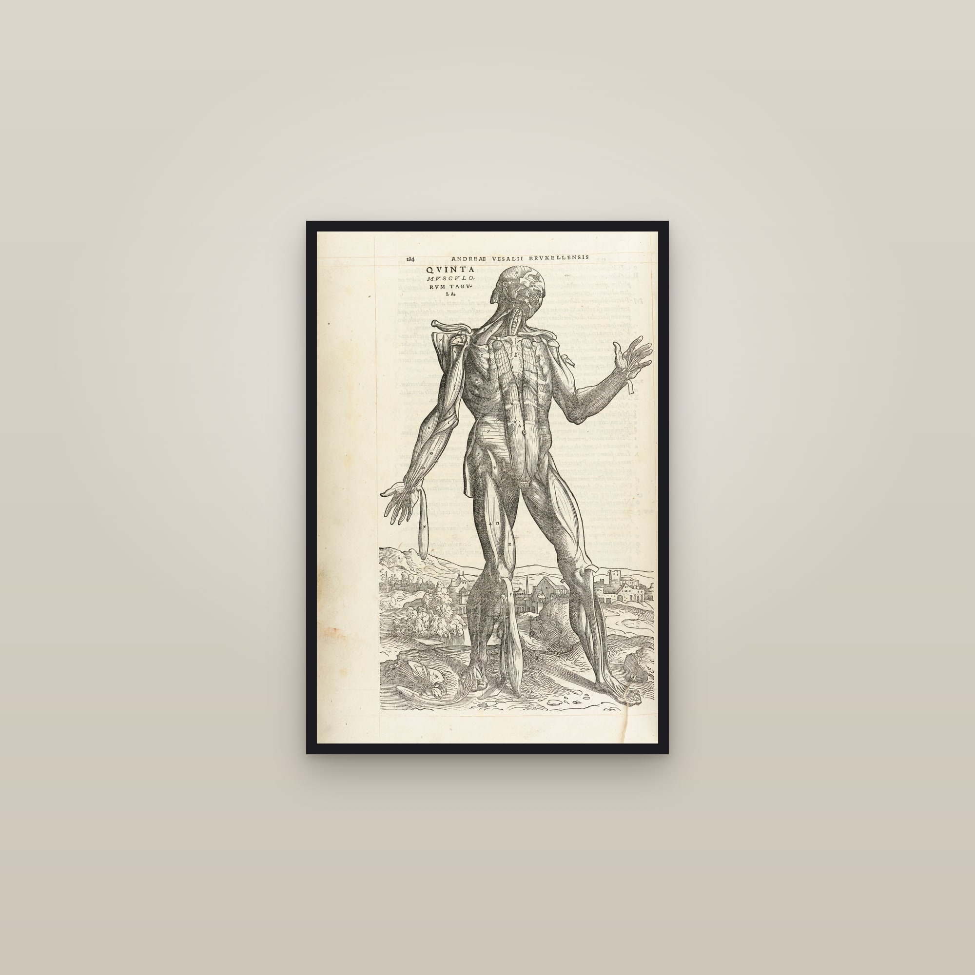 The Fifth Muscle Man (front, deep muscles) — framed in a gallery setting