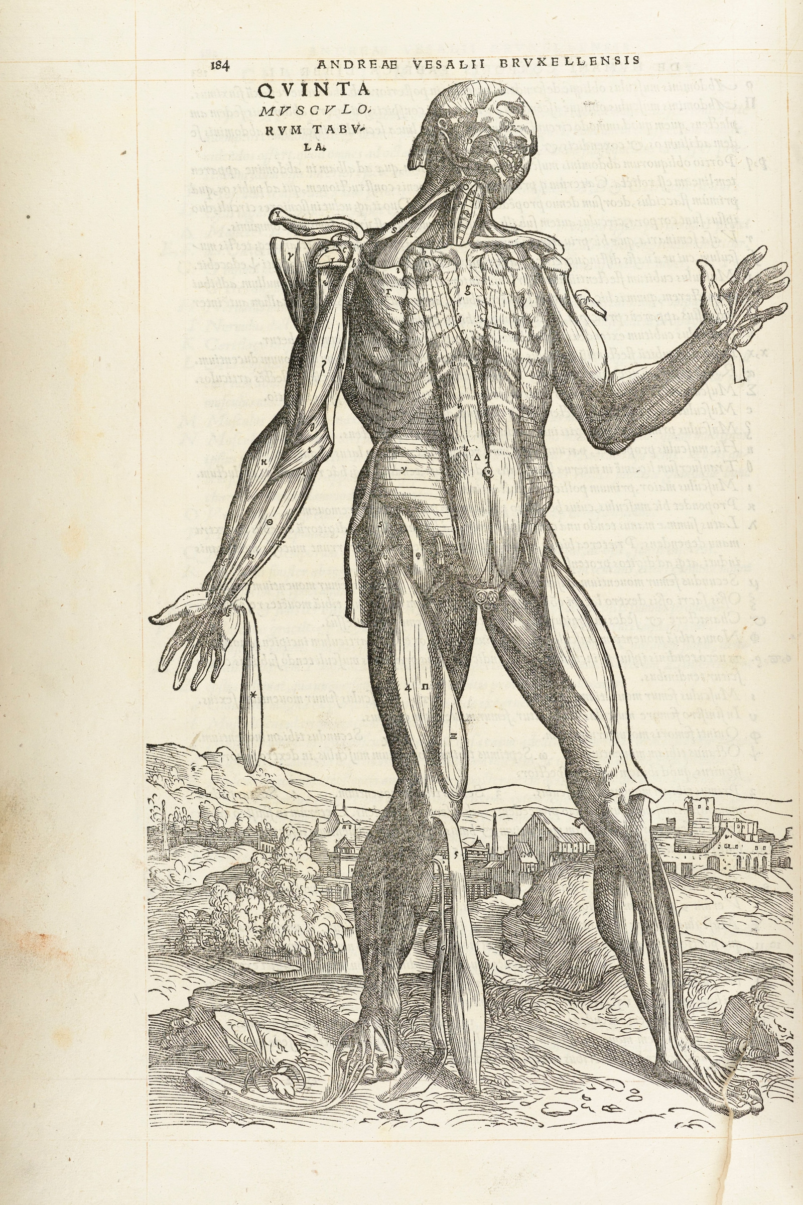 The Fifth Muscle Man (front, deep muscles)