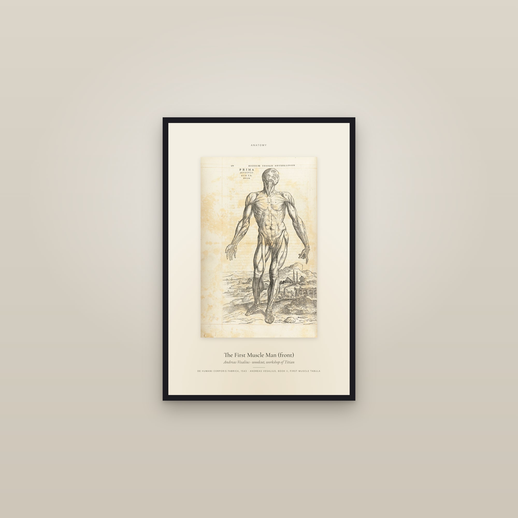 The First Muscle Man (front) — Specimen — framed in a gallery setting