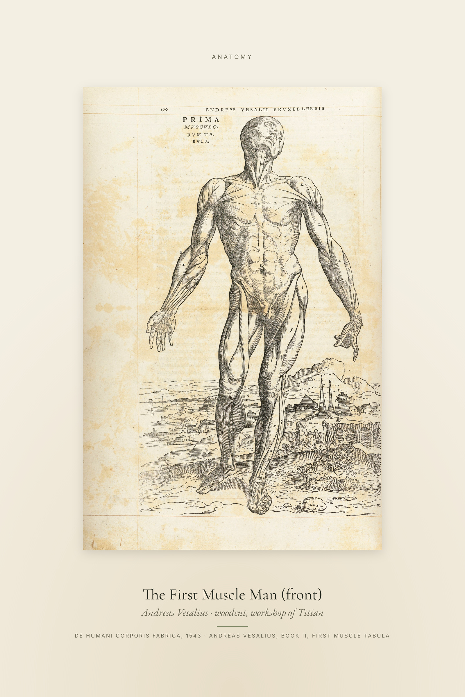 The First Muscle Man (front) — Specimen