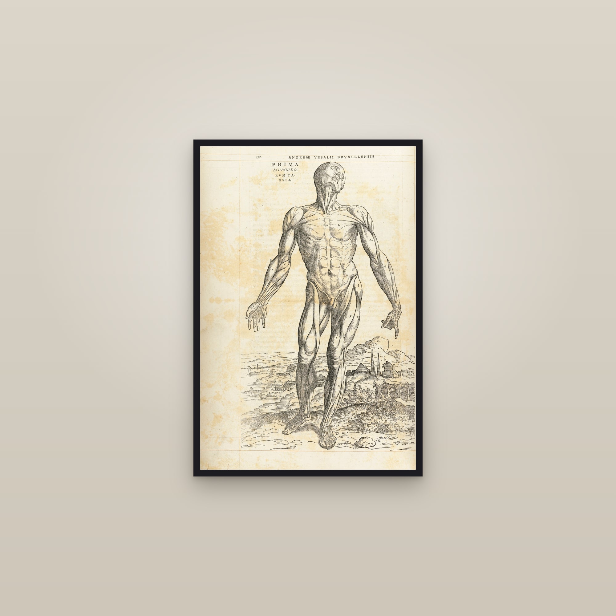 The First Muscle Man (front) — framed in a gallery setting