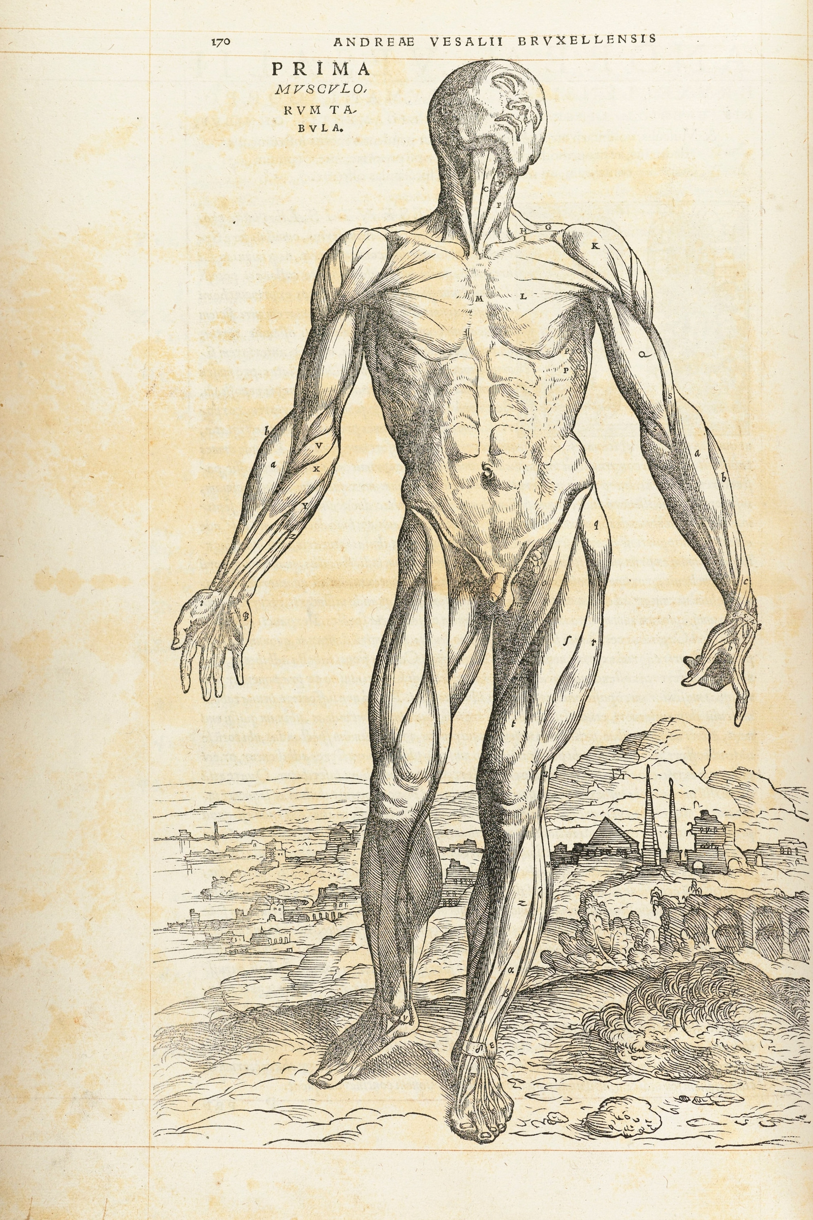 The First Muscle Man (front)