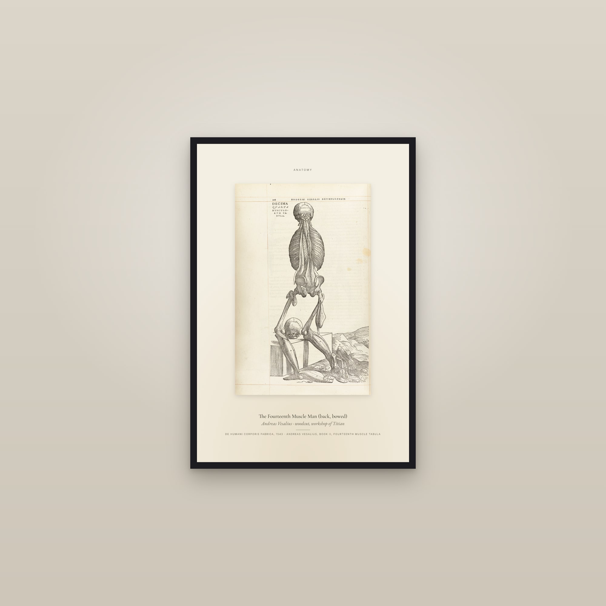 The Fourteenth Muscle Man (back, bowed) — Specimen — framed in a gallery setting