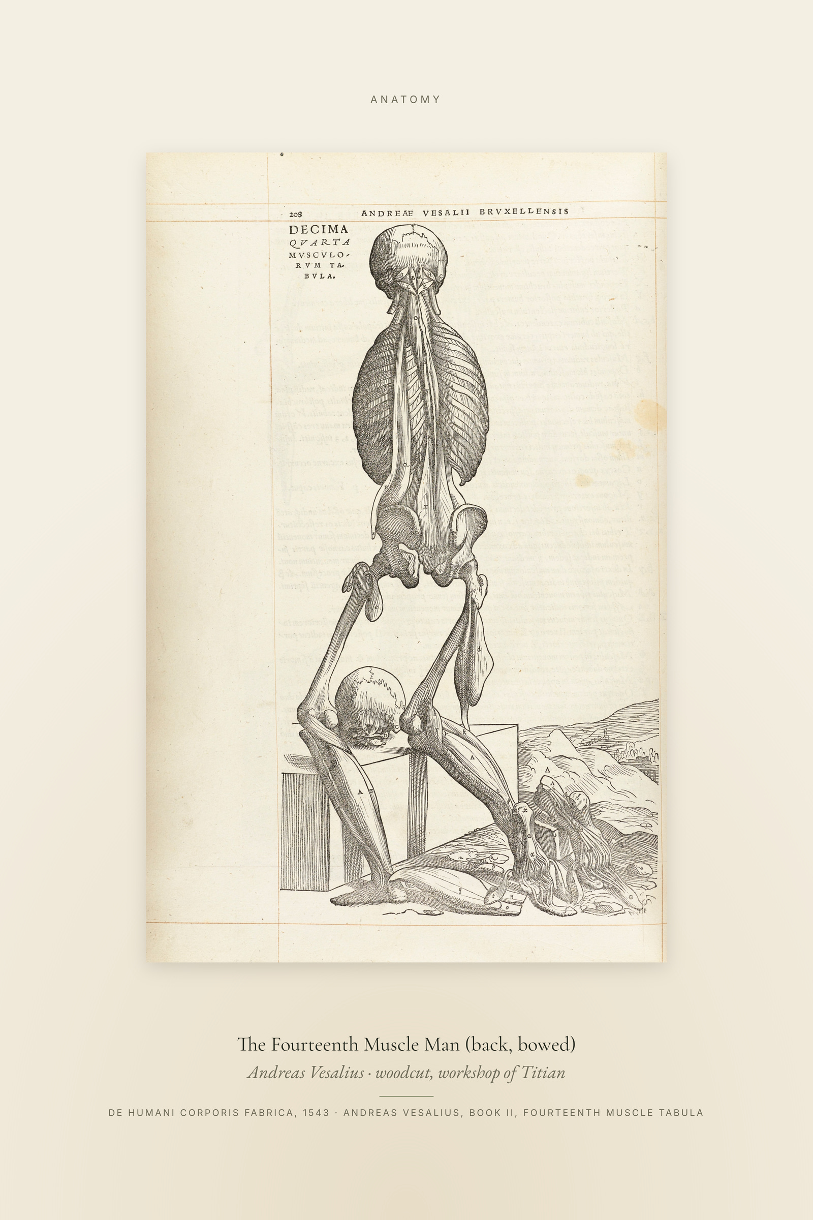 The Fourteenth Muscle Man (back, bowed) — Specimen