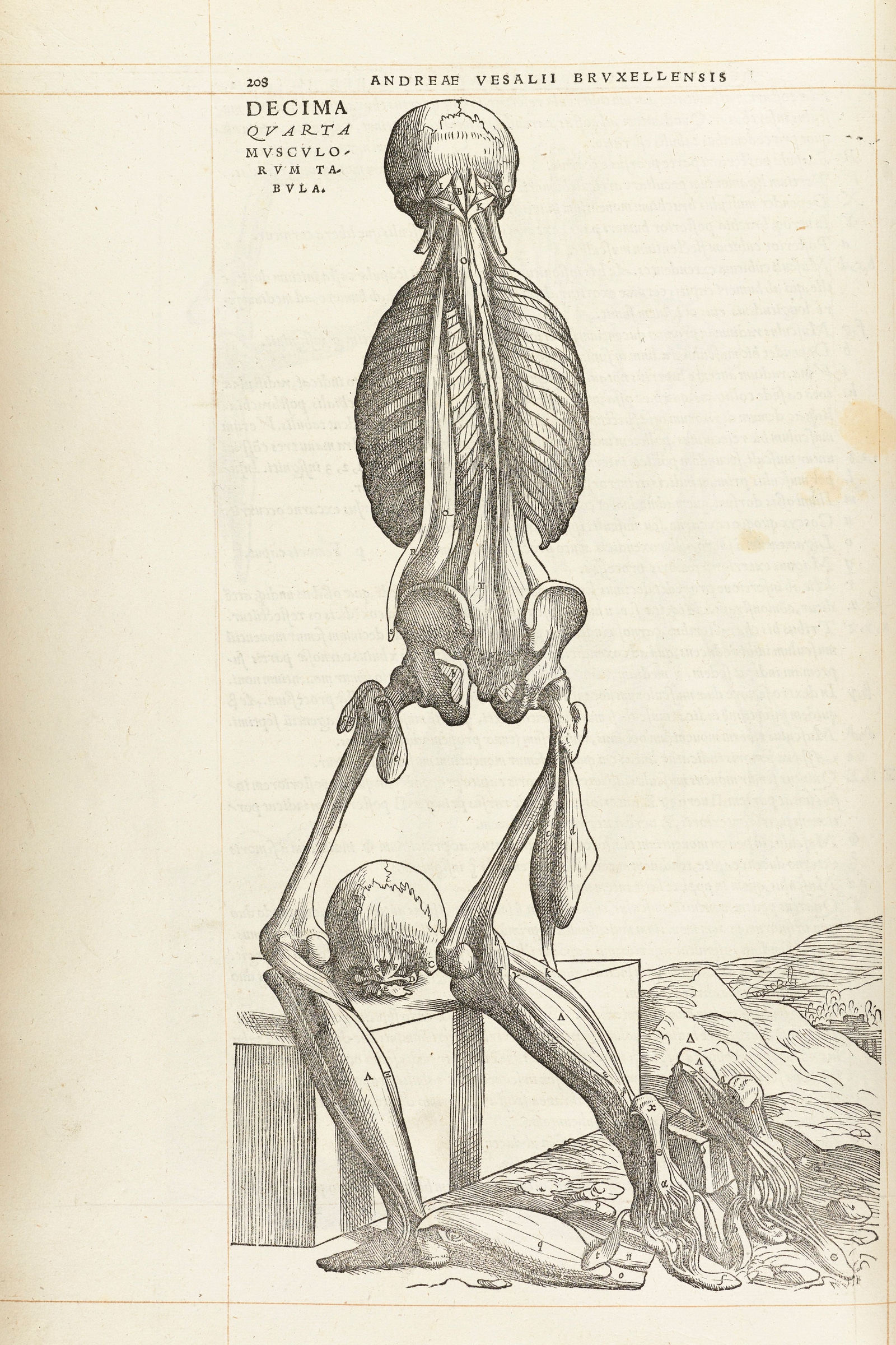 The Fourteenth Muscle Man (back, bowed)