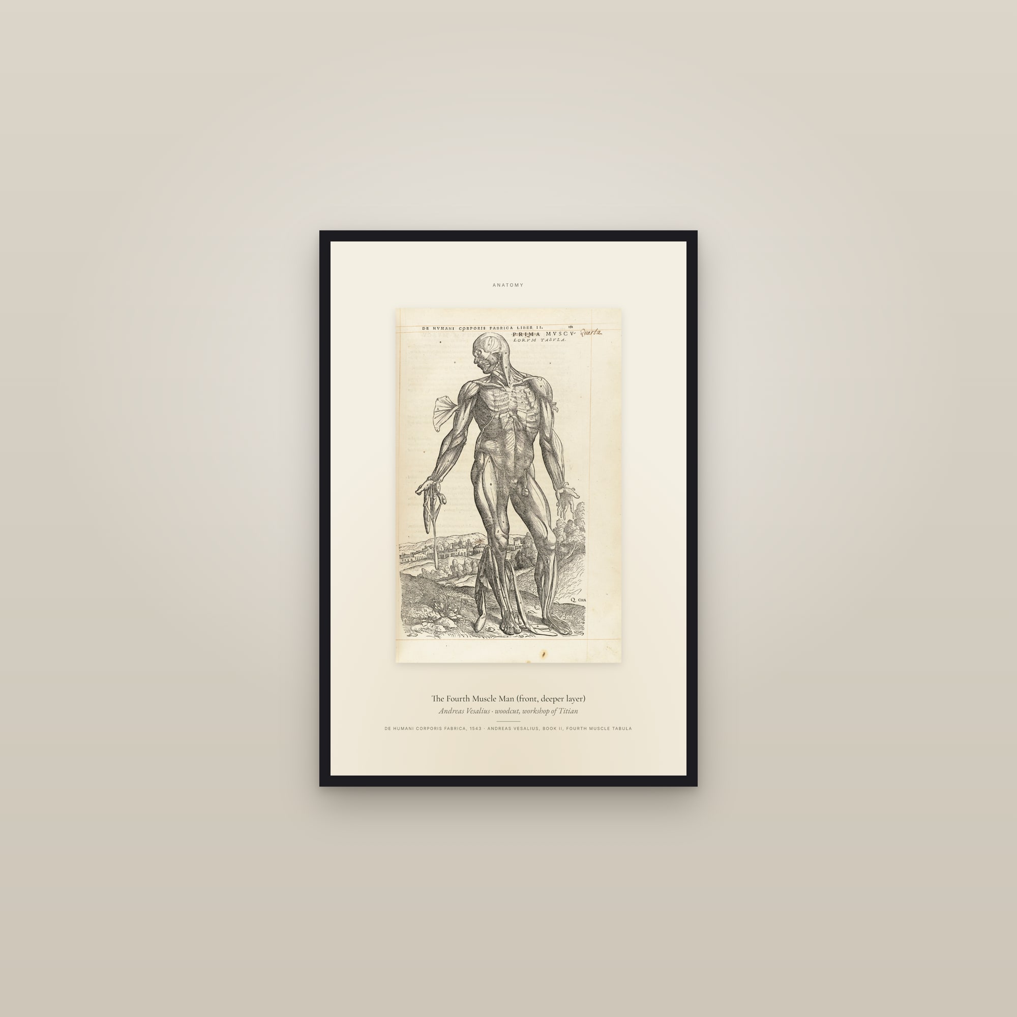 The Fourth Muscle Man (front, deeper layer) — Specimen — framed in a gallery setting