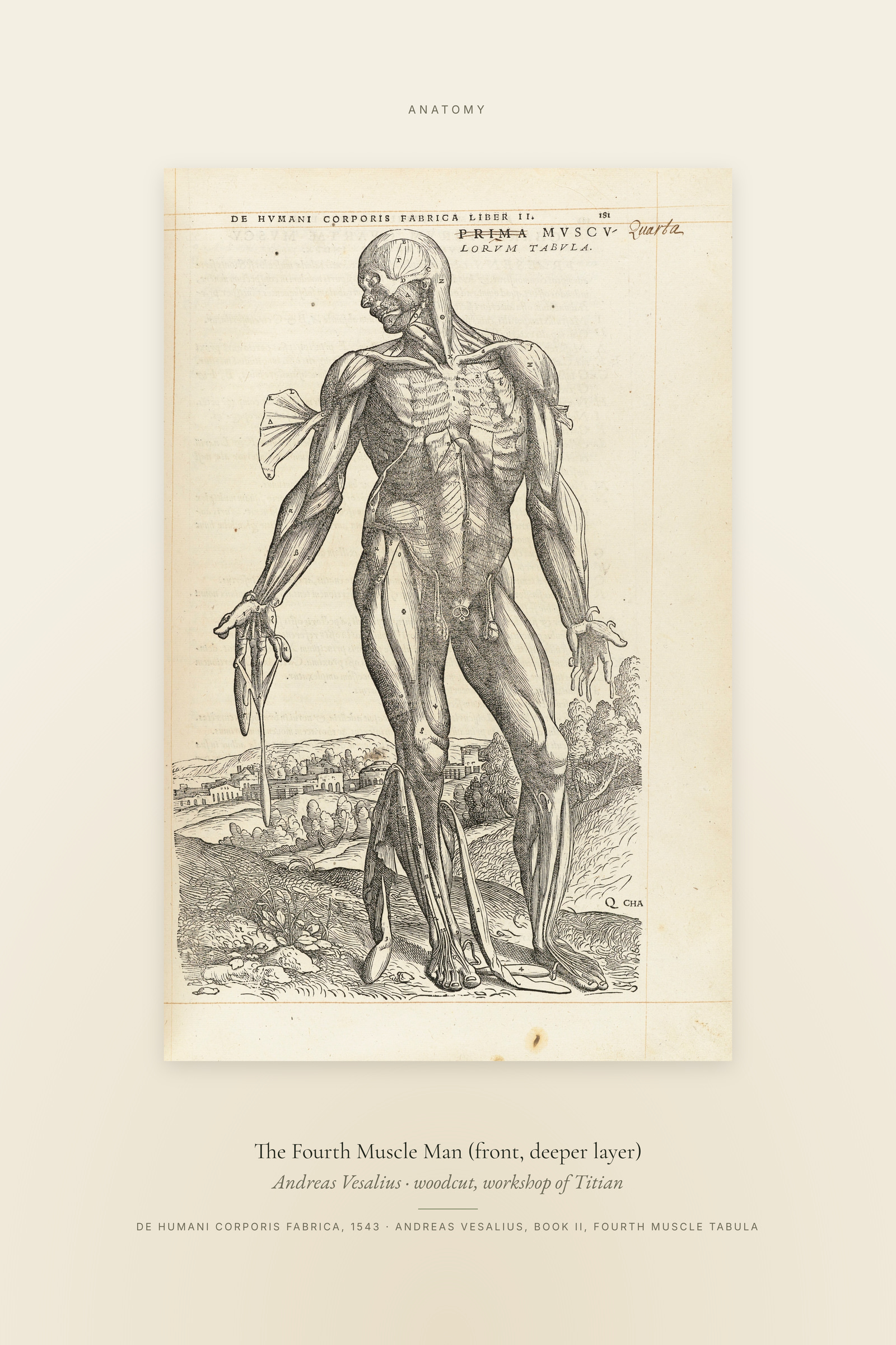The Fourth Muscle Man (front, deeper layer) — Specimen