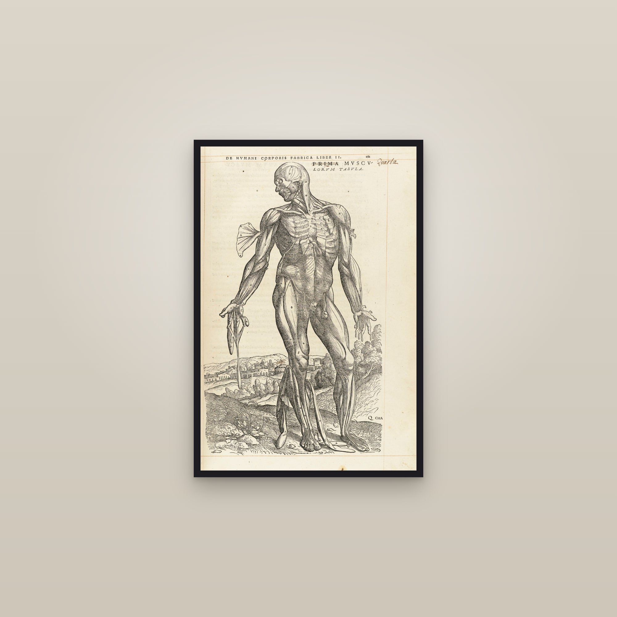The Fourth Muscle Man (front, deeper layer) — framed in a gallery setting