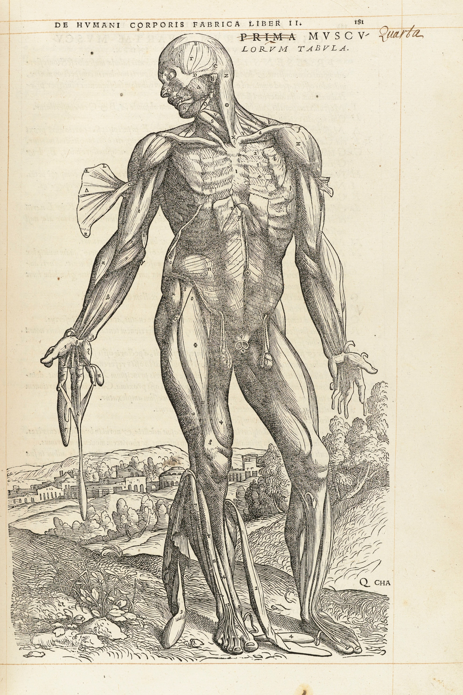 The Fourth Muscle Man (front, deeper layer)