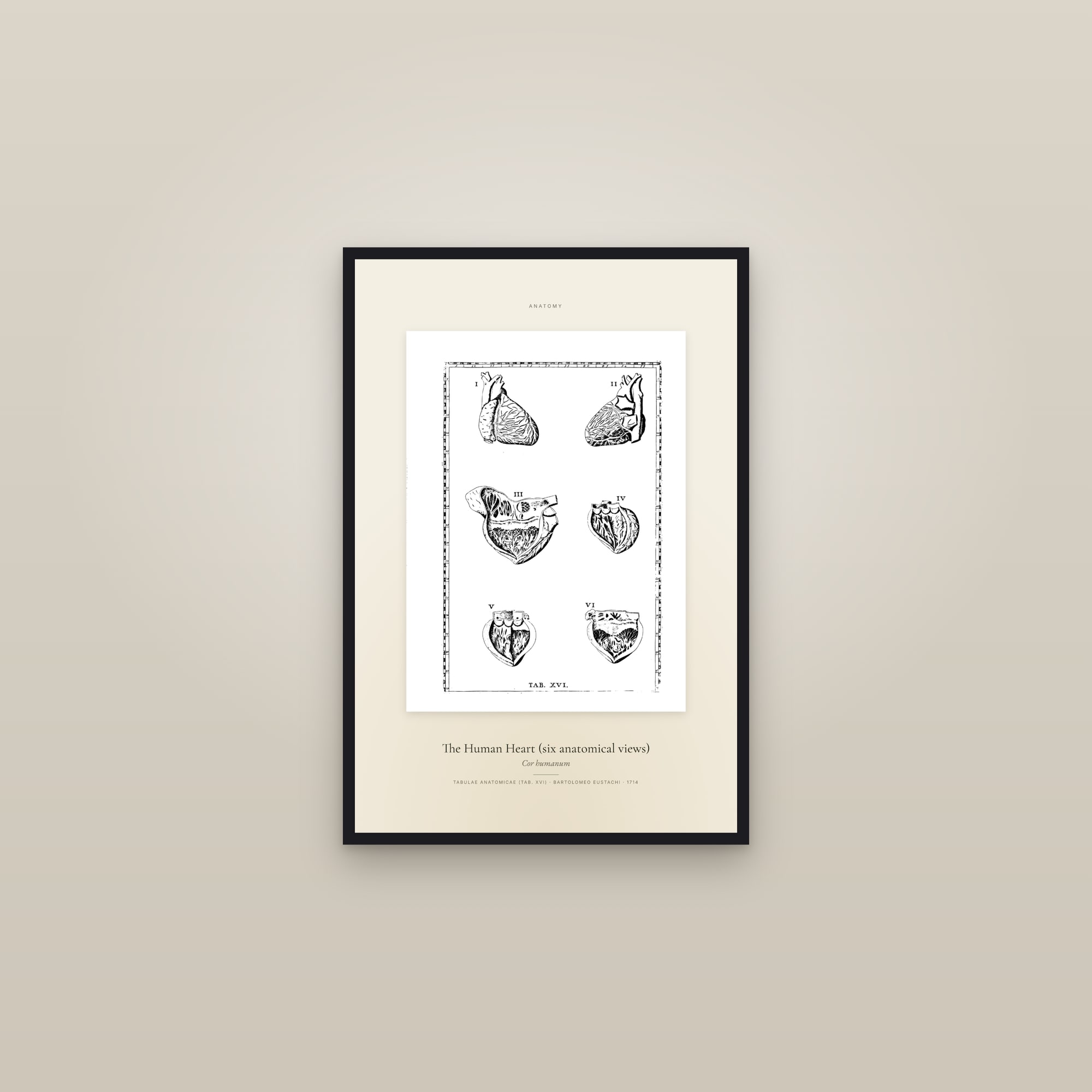 The Human Heart (six anatomical views) — Specimen — framed in a gallery setting