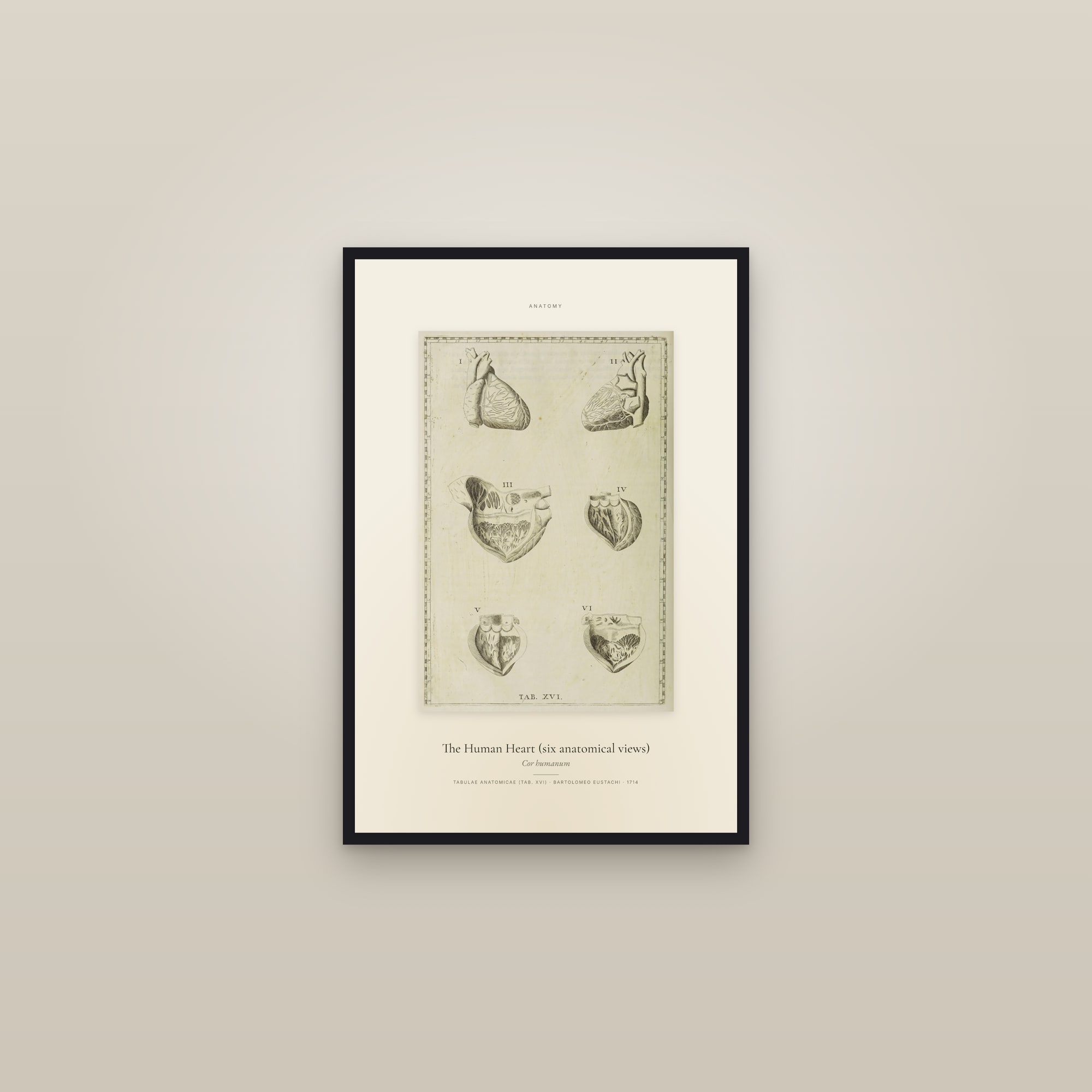 The Human Heart (six anatomical views) — Specimen — framed in a gallery setting