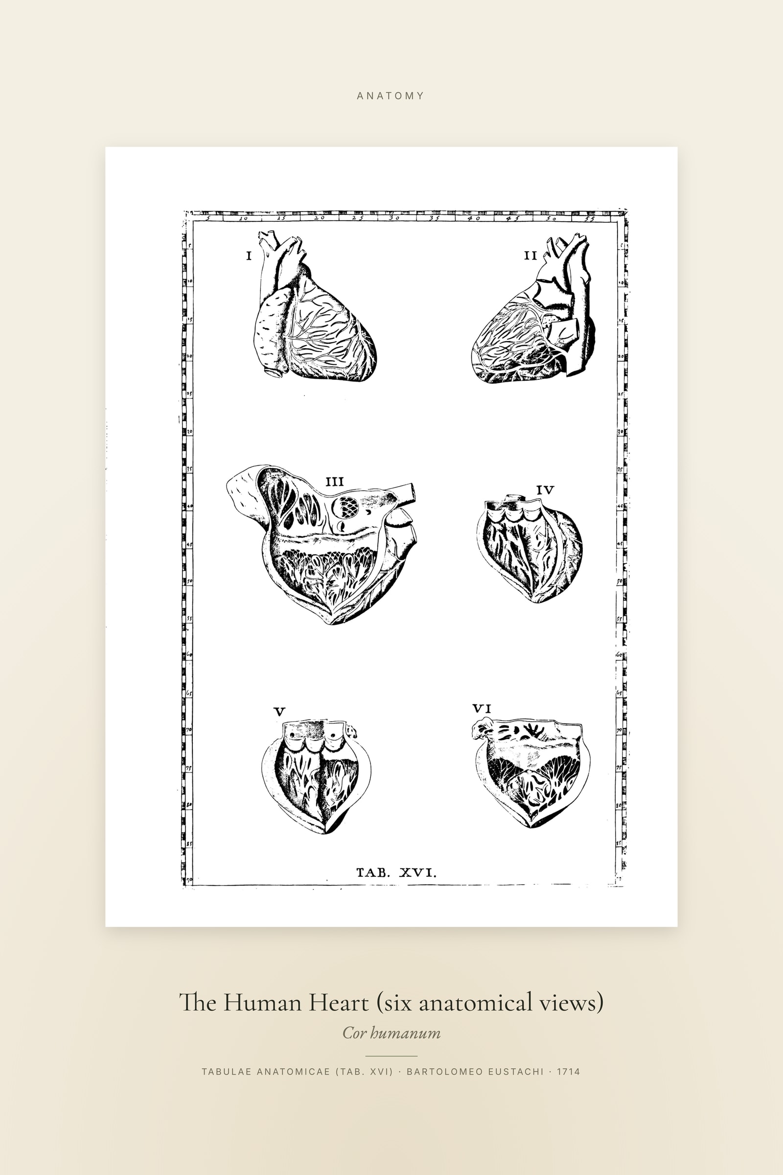 The Human Heart (six anatomical views) — Specimen