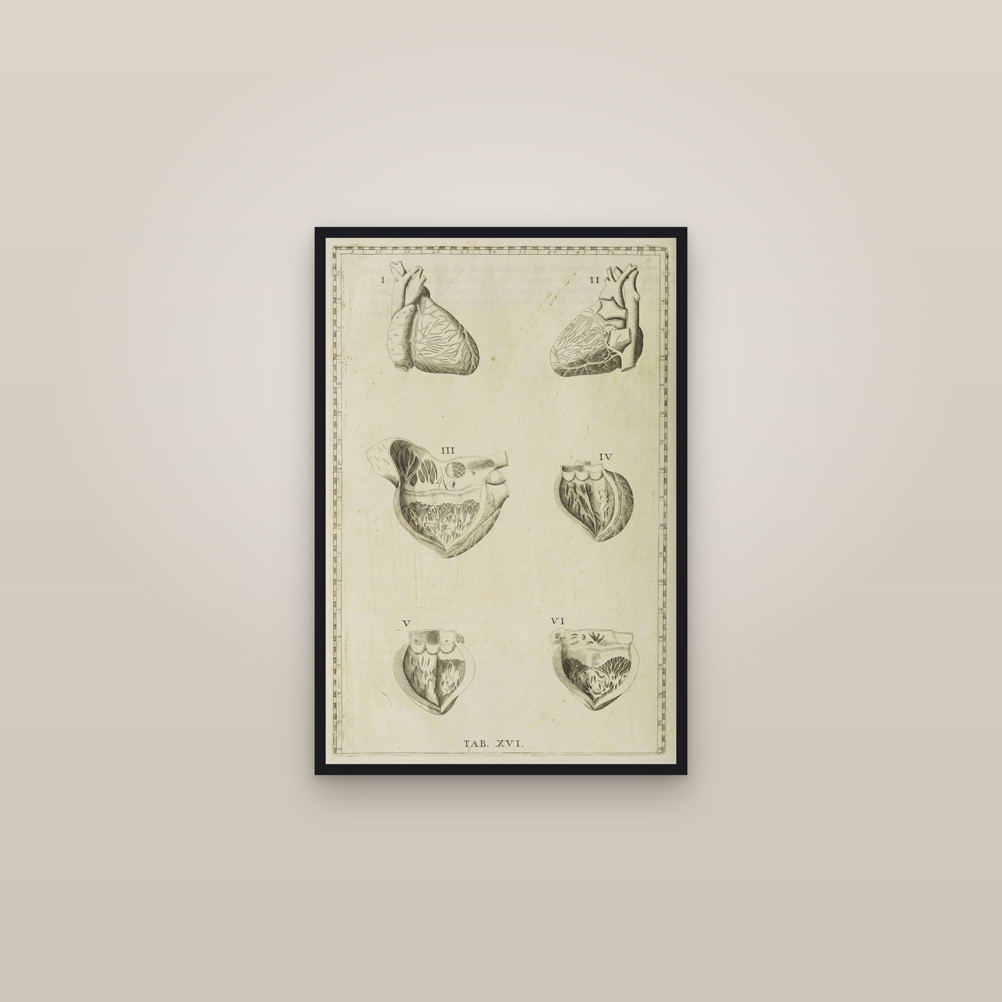 The Human Heart (six anatomical views) — framed in a gallery setting