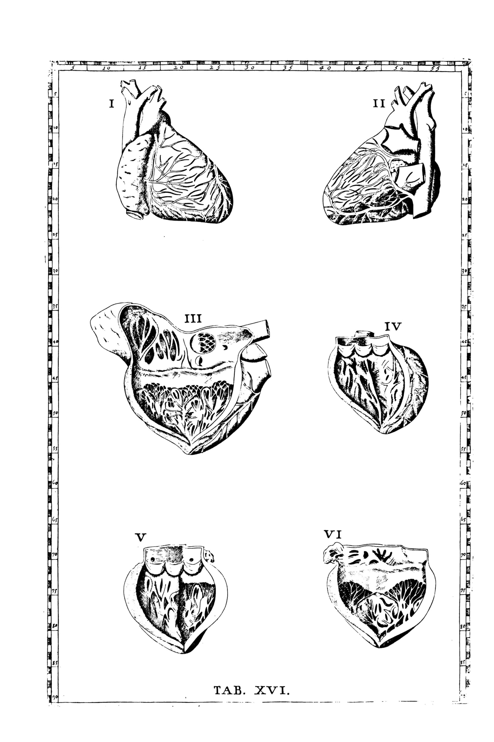 The Human Heart (six anatomical views)