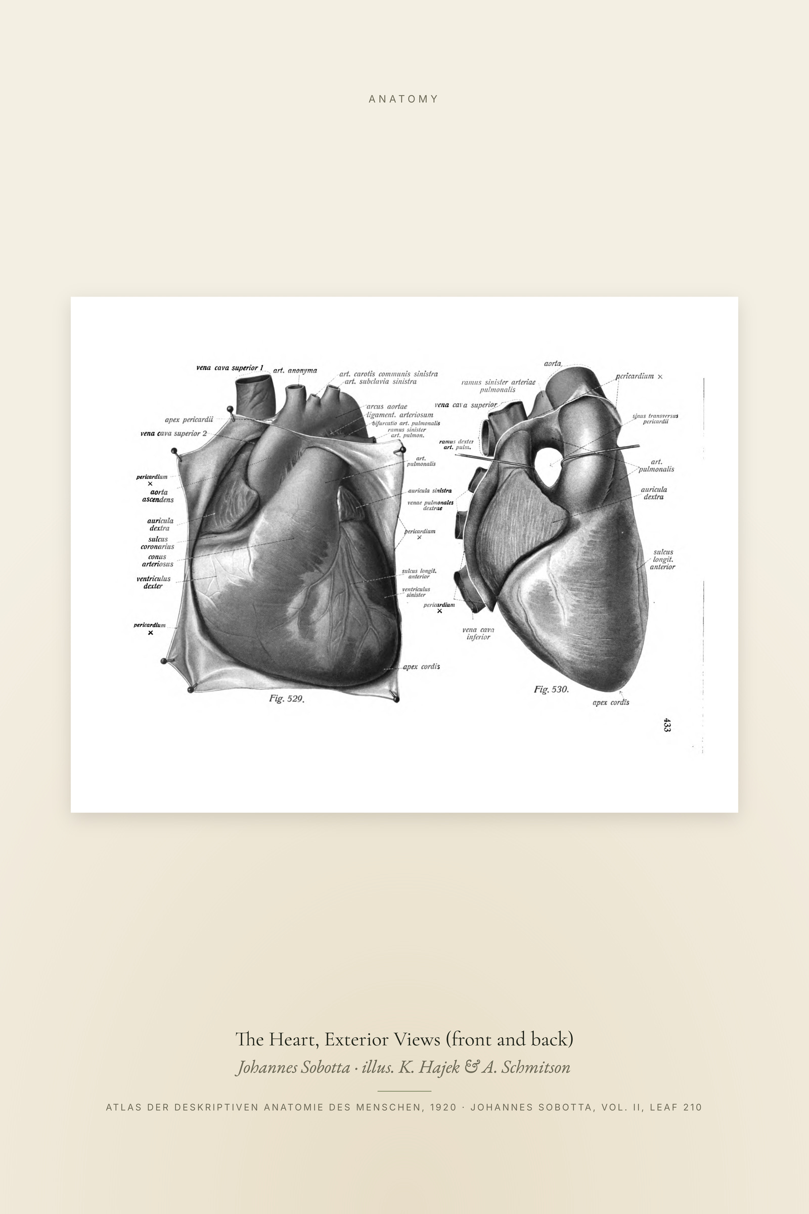 The Heart, Exterior Views (front and back)