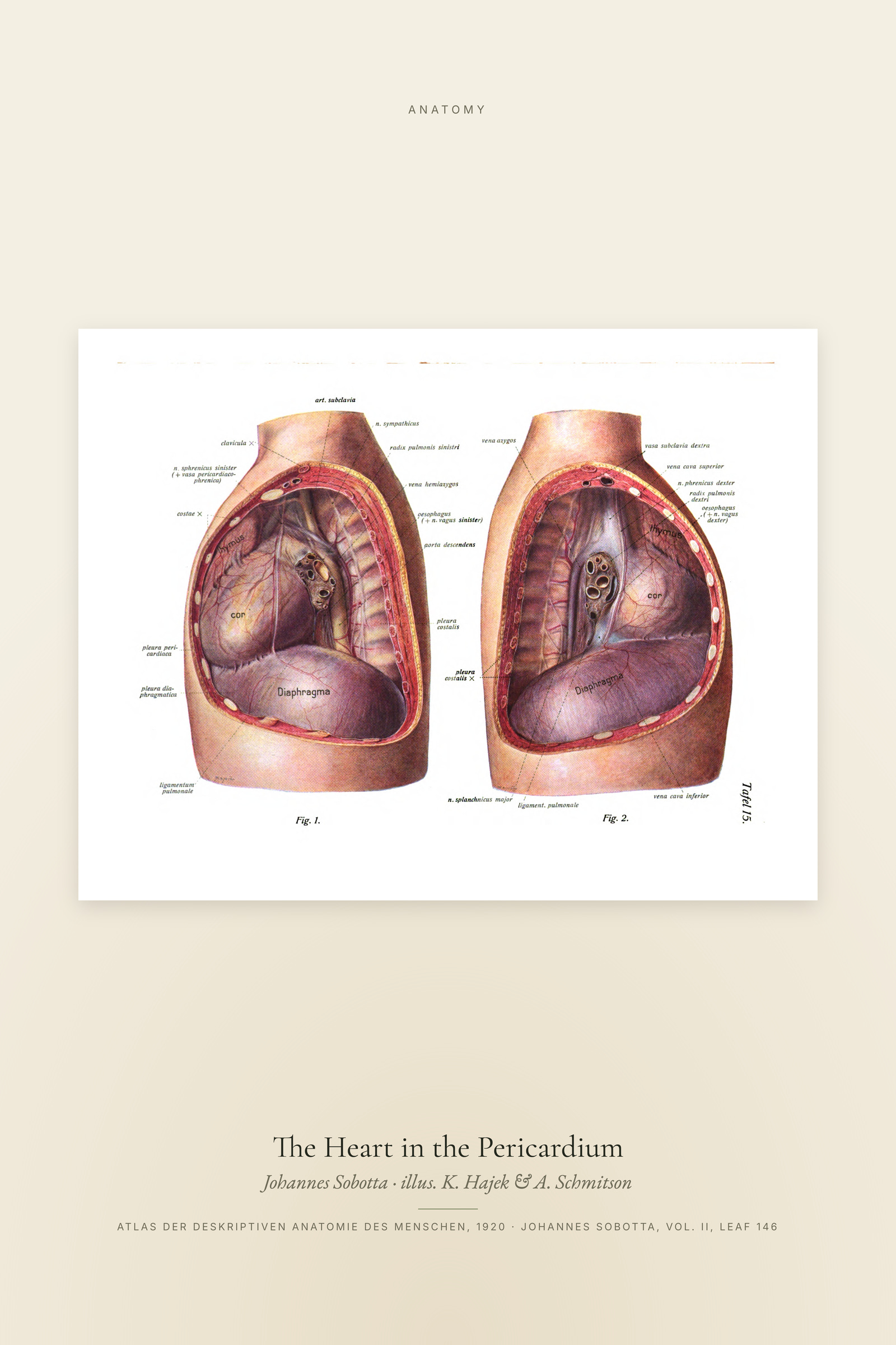 The Heart in the Pericardium