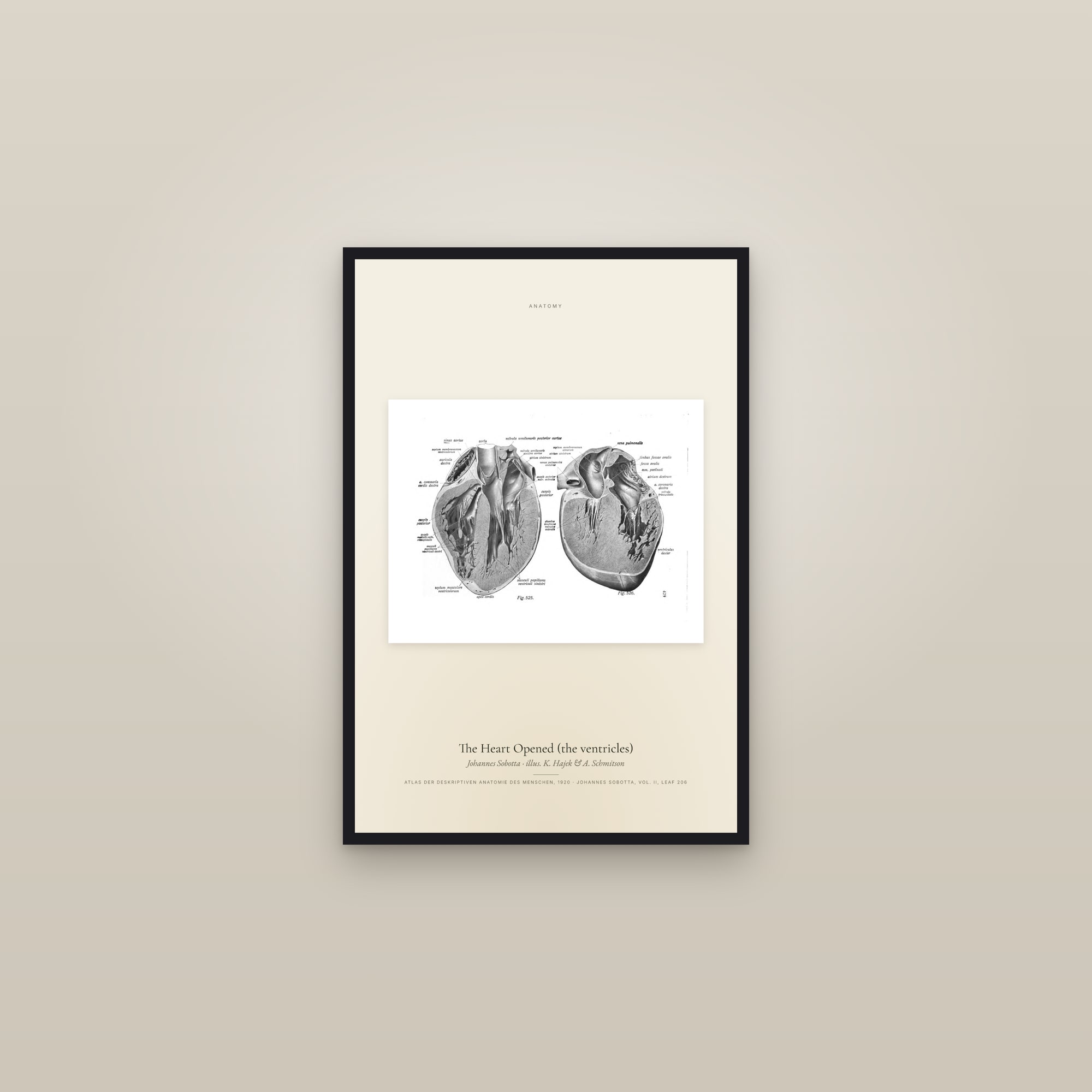 The Heart Opened (the ventricles)