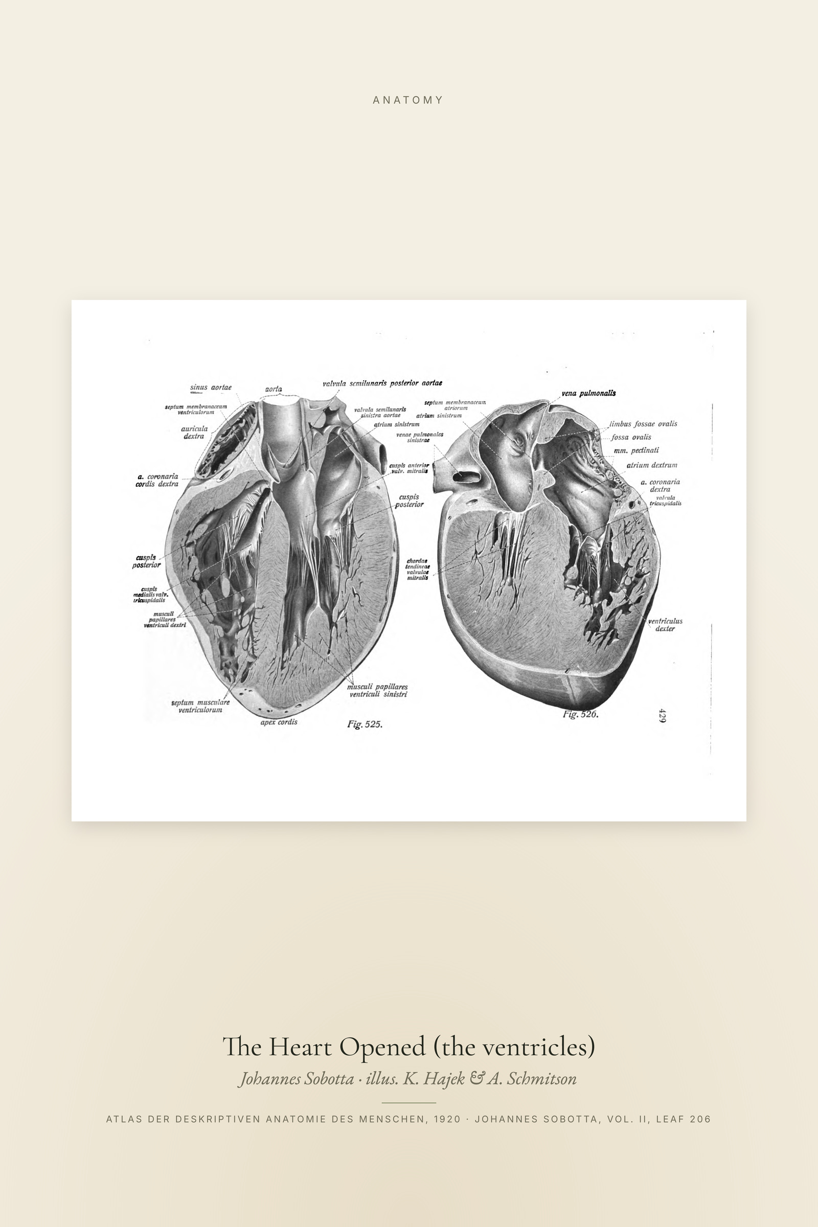 The Heart Opened (the ventricles)