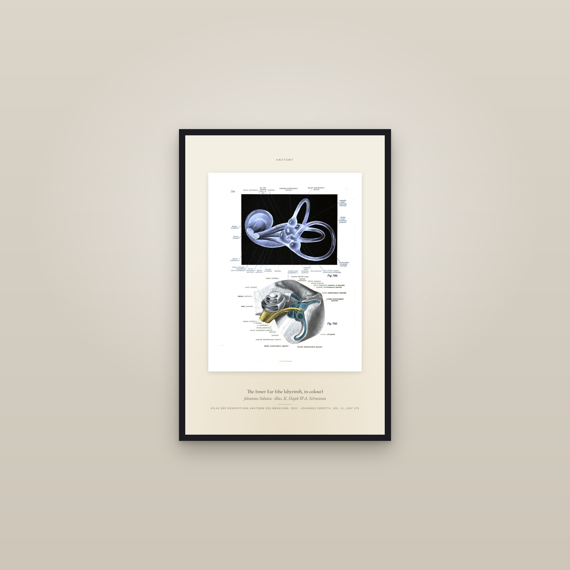 The Inner Ear (the labyrinth, in colour) — Specimen — framed in a gallery setting