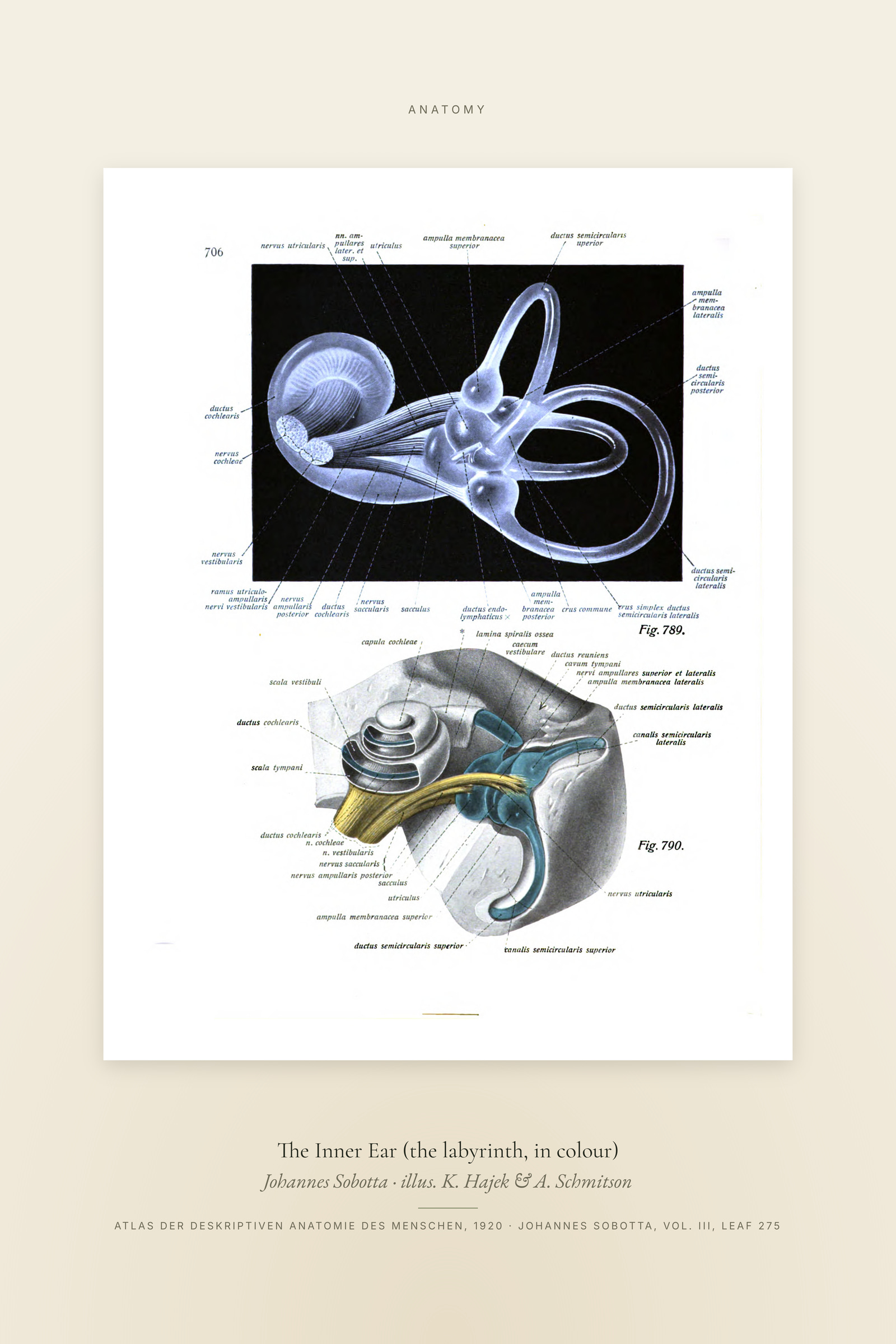 The Inner Ear (the labyrinth, in colour) — Specimen