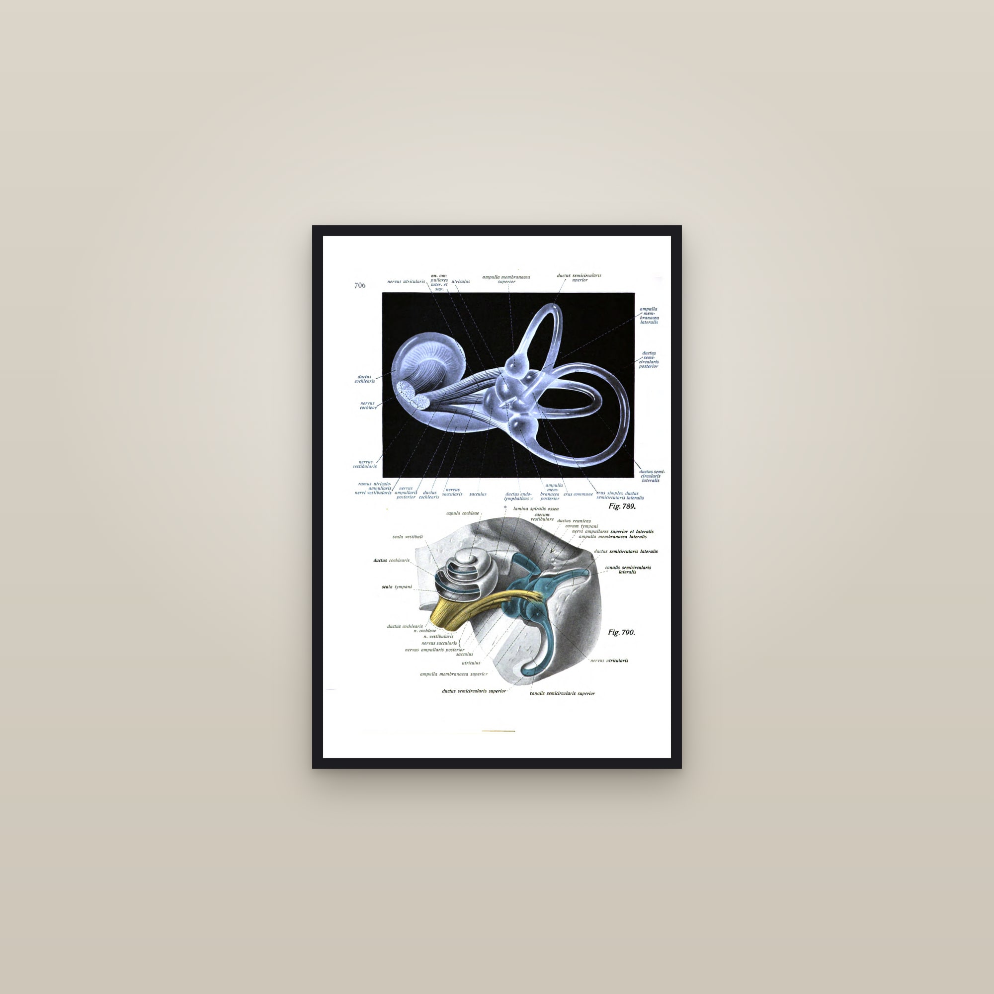 The Inner Ear (the labyrinth, in colour) — framed in a gallery setting