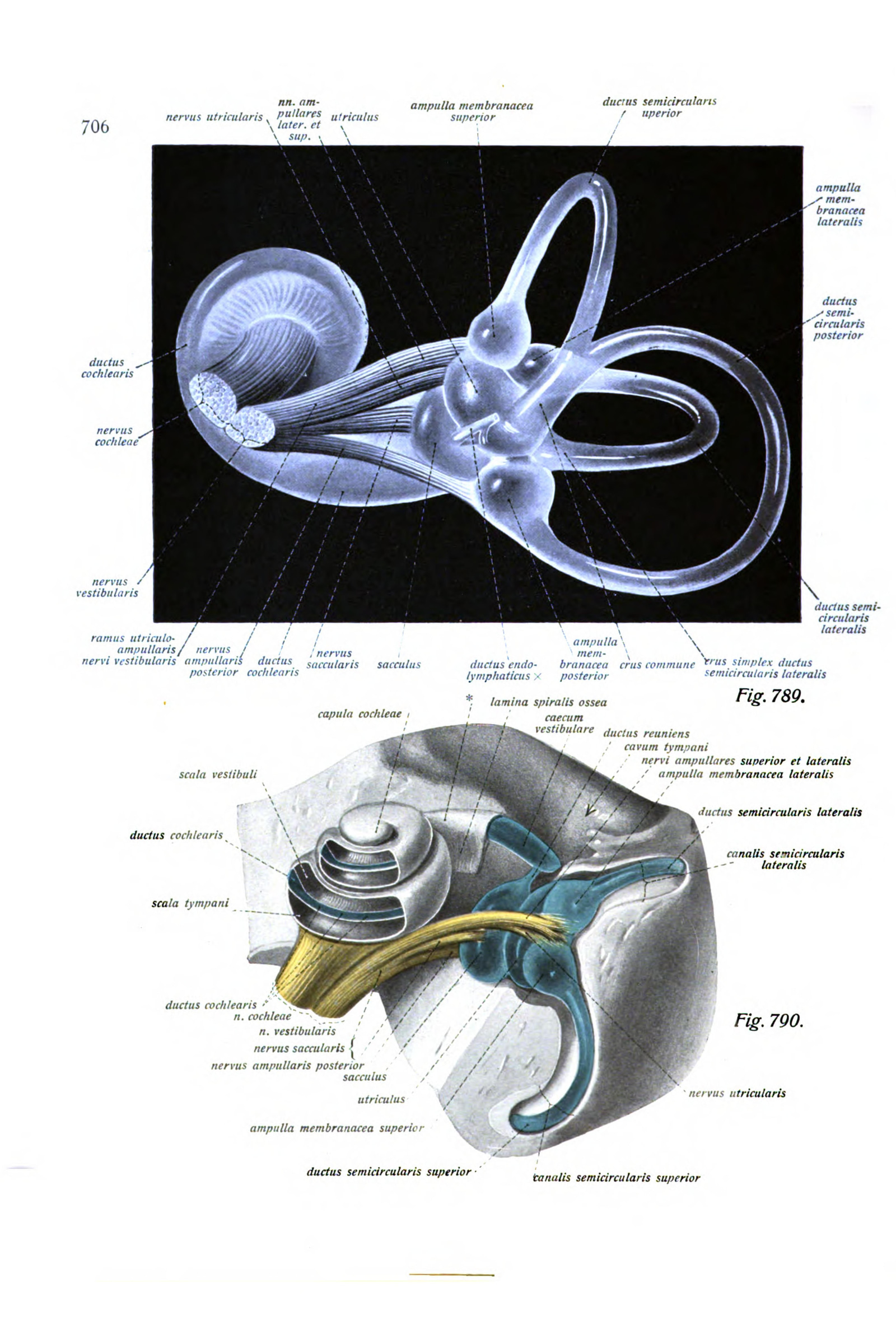 The Inner Ear (the labyrinth, in colour)