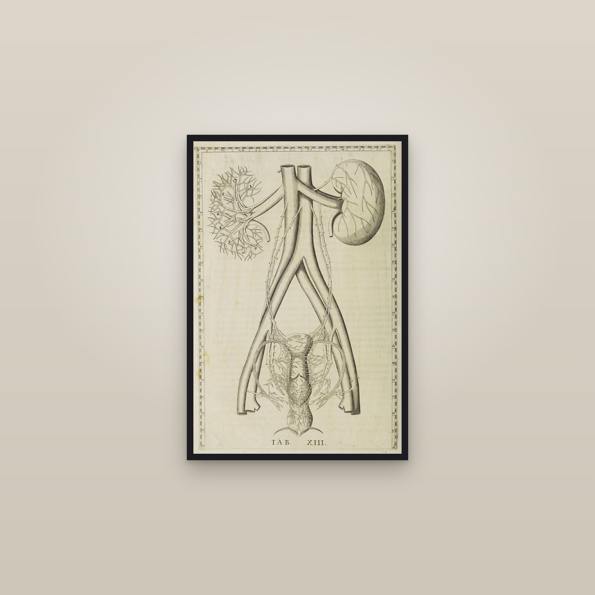 The Kidneys with the Aorta and Vena Cava — framed in a gallery setting