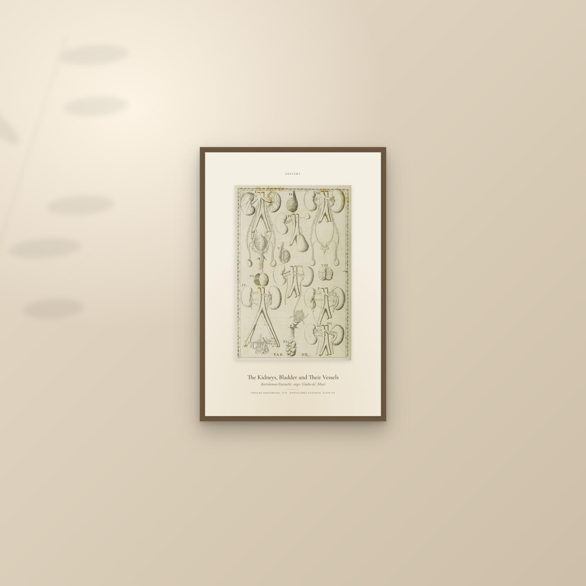 The Kidneys, Bladder and Their Vessels — Specimen — framed and styled on a sunlit wall