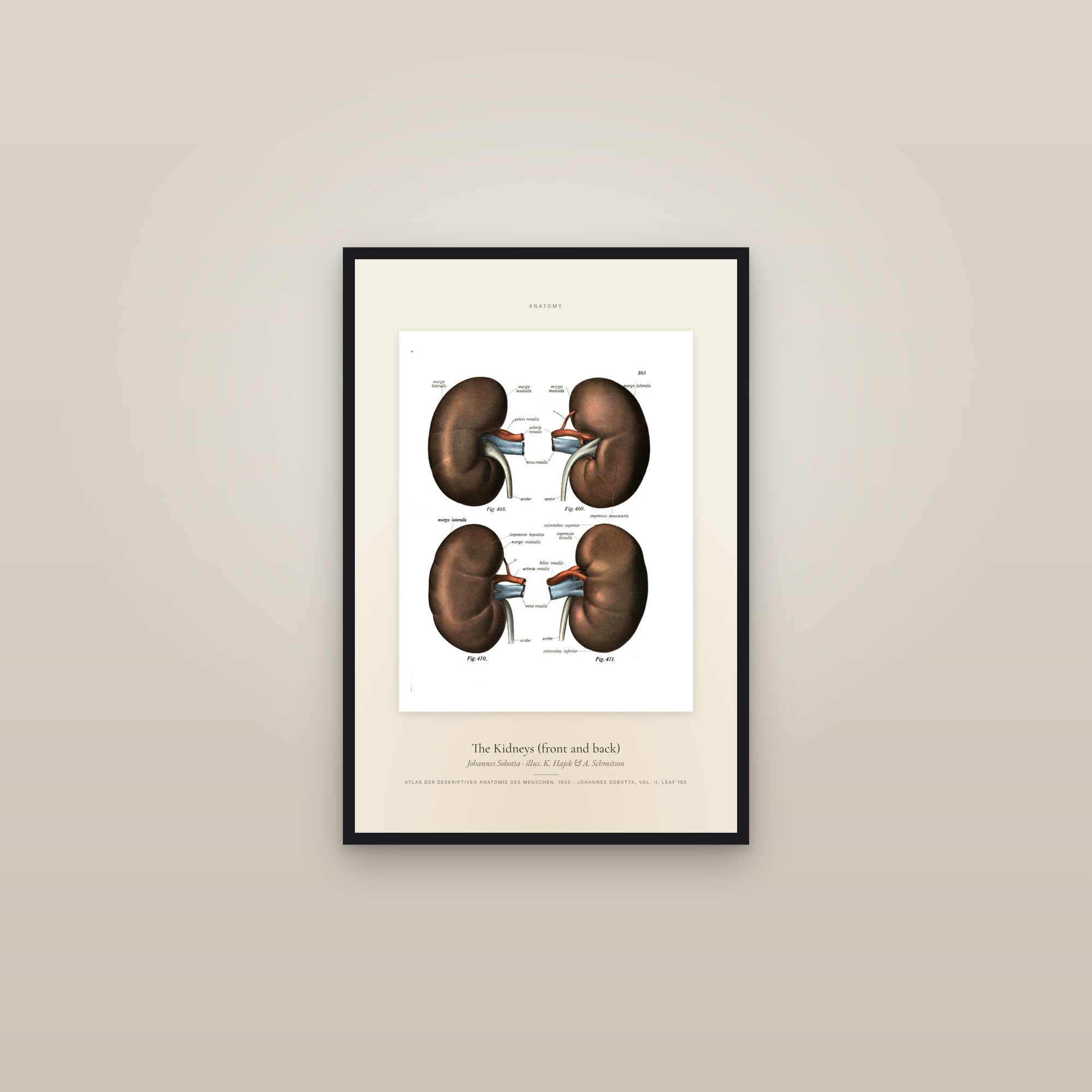 The Kidneys (front and back) — Specimen — framed in a gallery setting