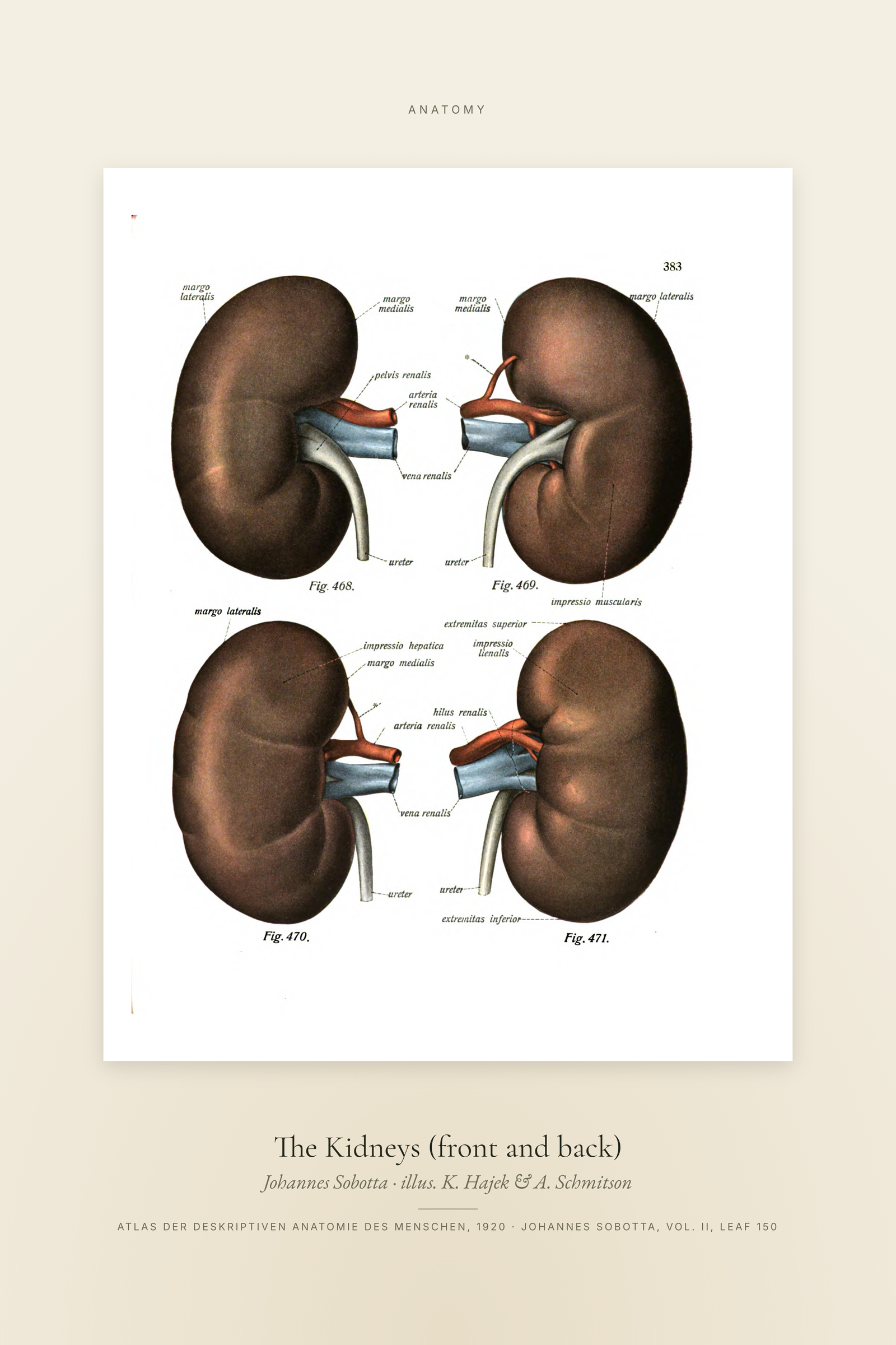 The Kidneys (front and back) — Specimen