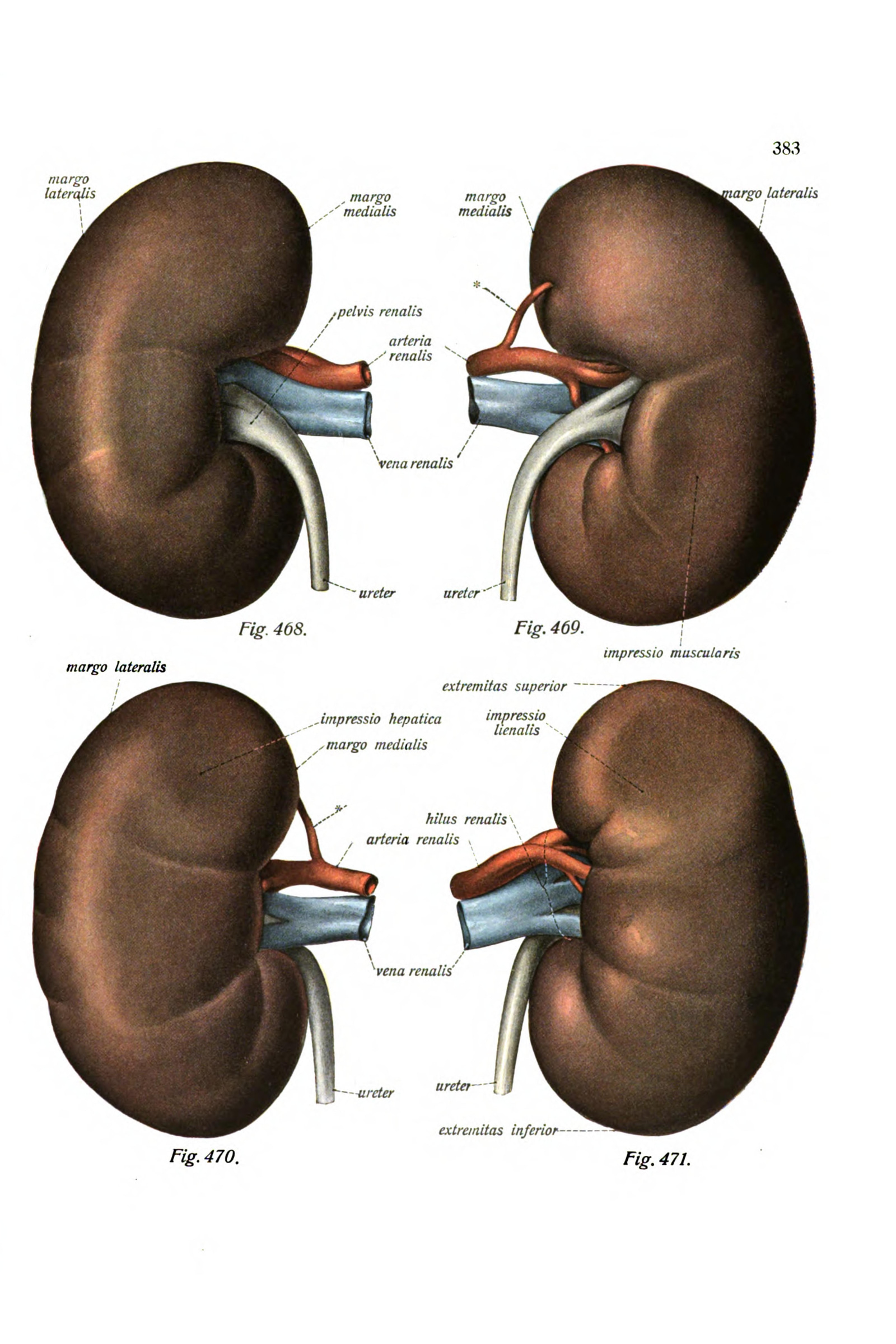 The Kidneys (front and back)