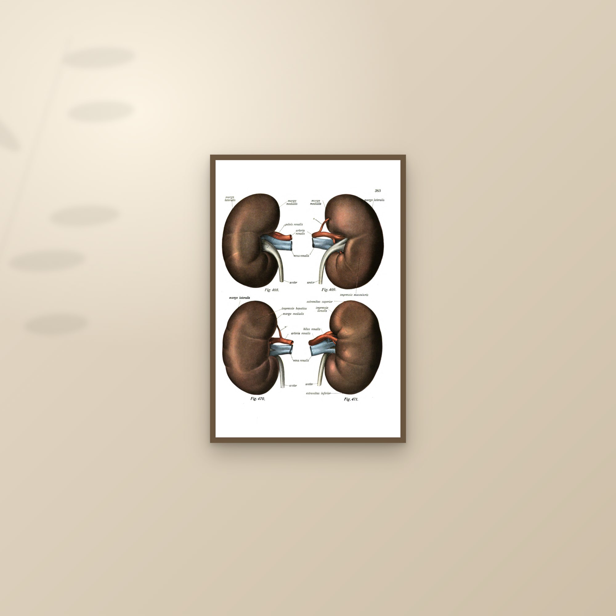 The Kidneys (front and back) — framed and styled on a sunlit wall