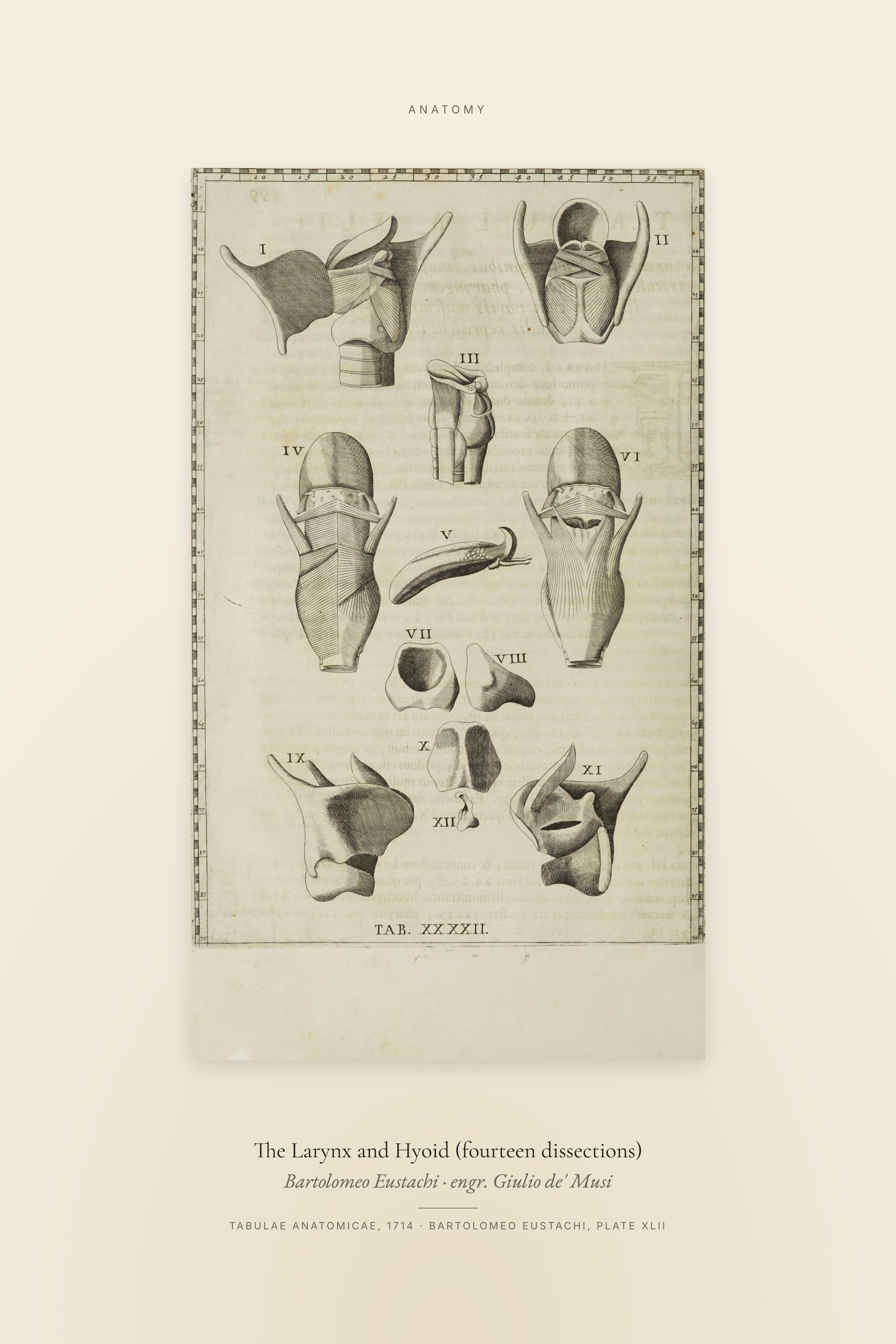 The Larynx and Hyoid (fourteen dissections) — Specimen