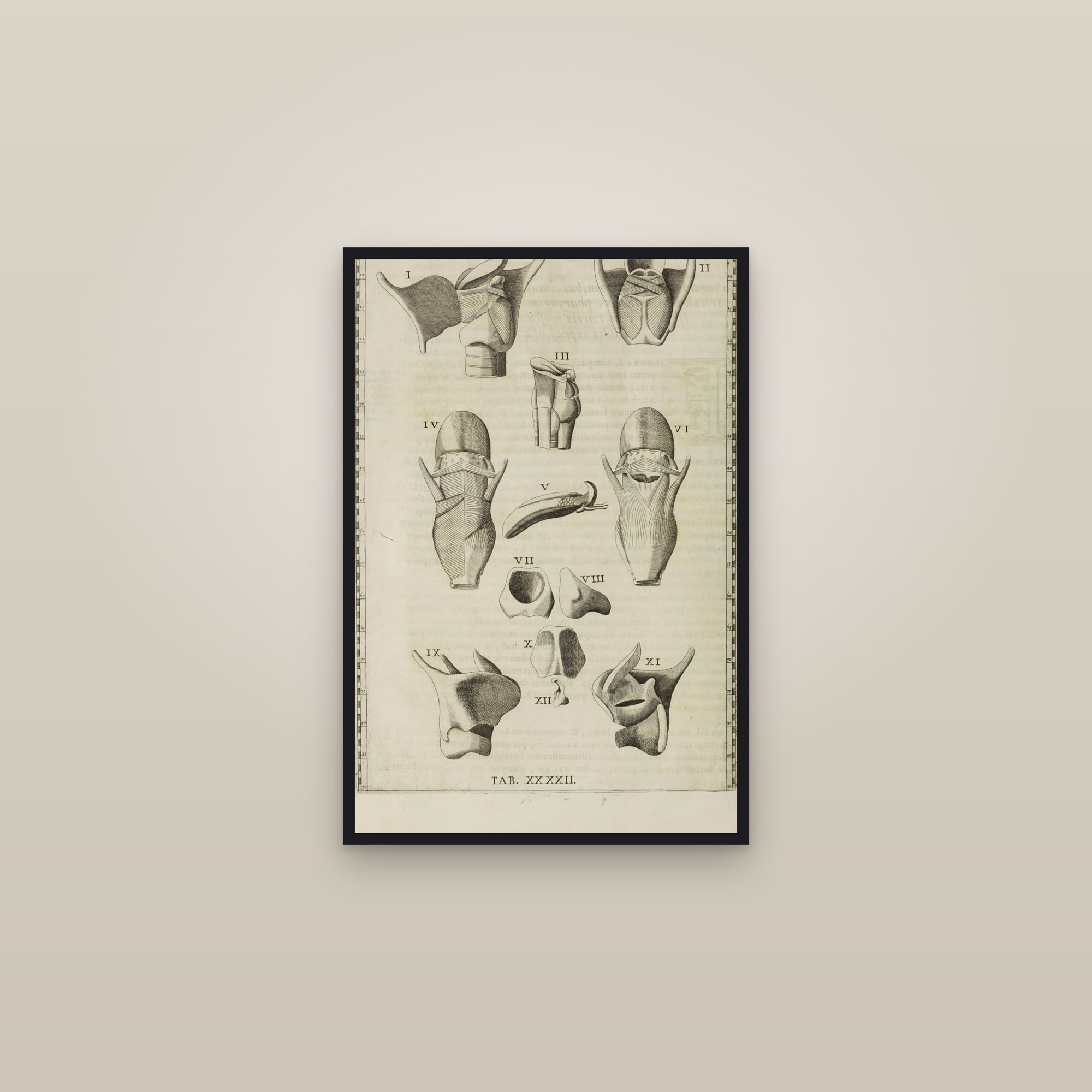 The Larynx and Hyoid (fourteen dissections) — framed in a gallery setting