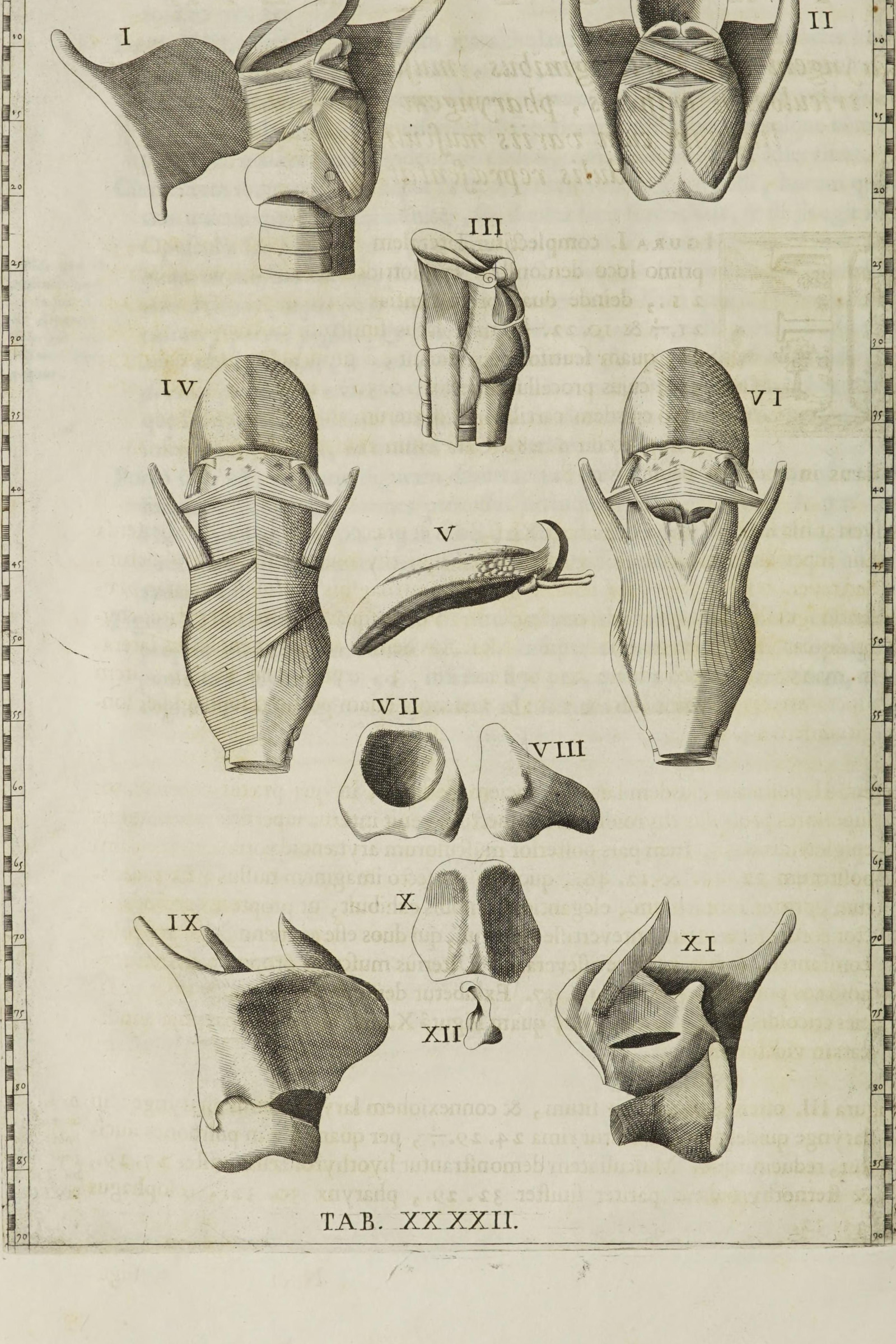 The Larynx and Hyoid (fourteen dissections)